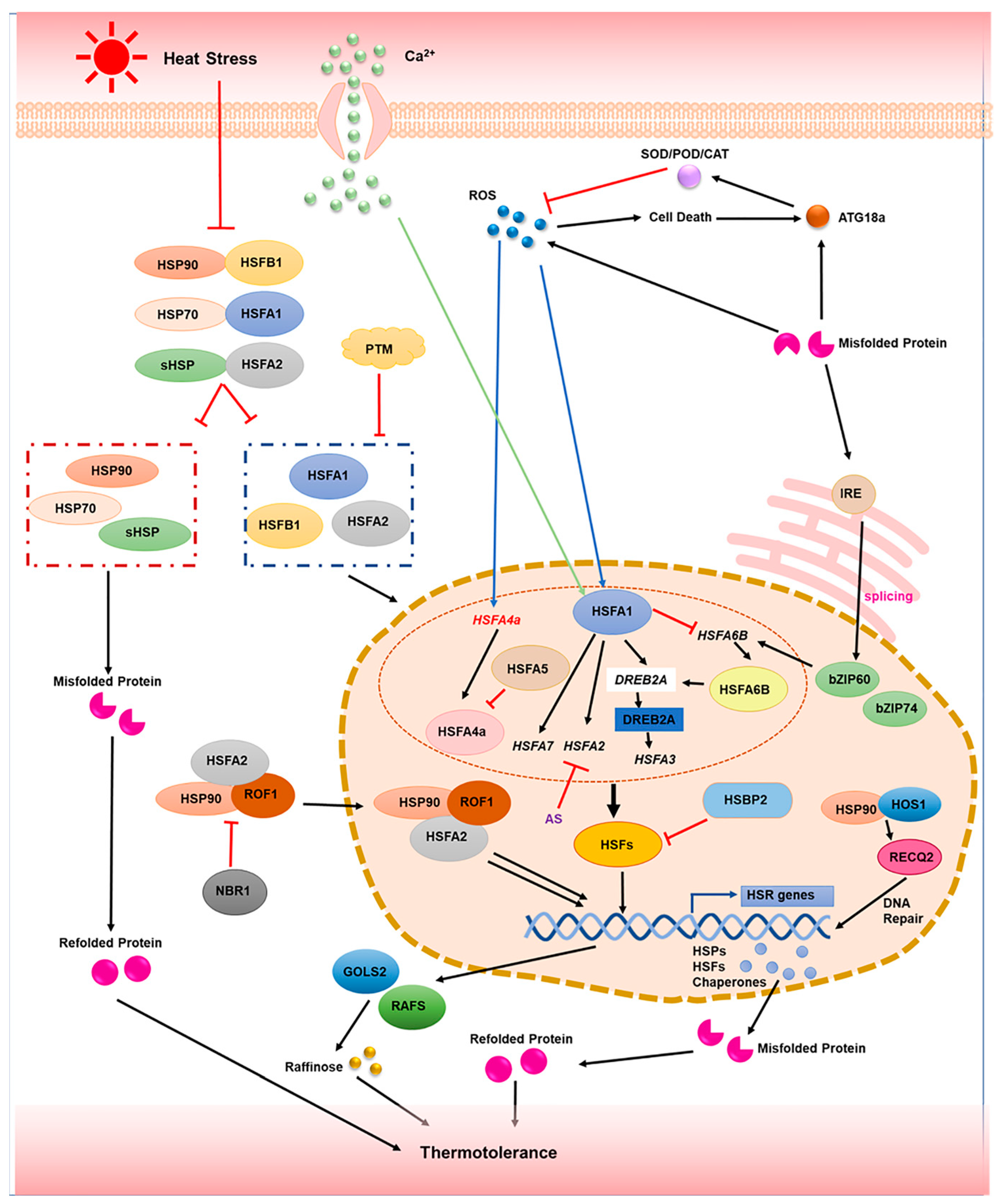 Plants 11 03410 g002