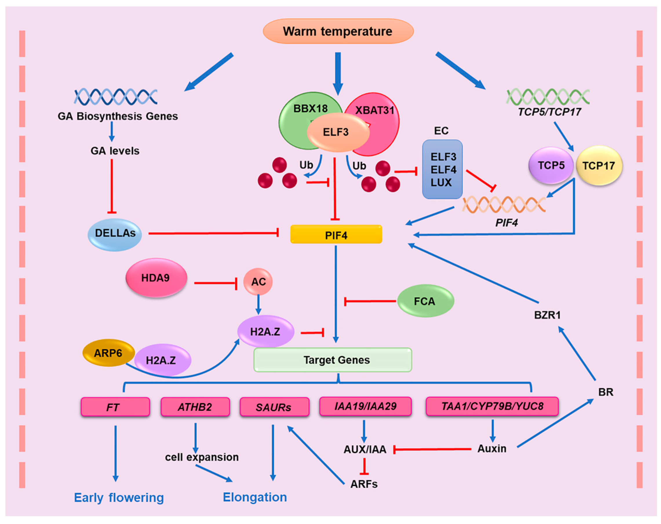 Heteromeric HSFA2/HSFA3 complexes drive transcriptional memory after heat  stress in Arabidopsis