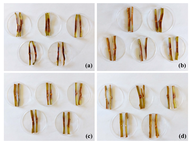 Plants 11 03415 g003 Plants 11 03415 g003