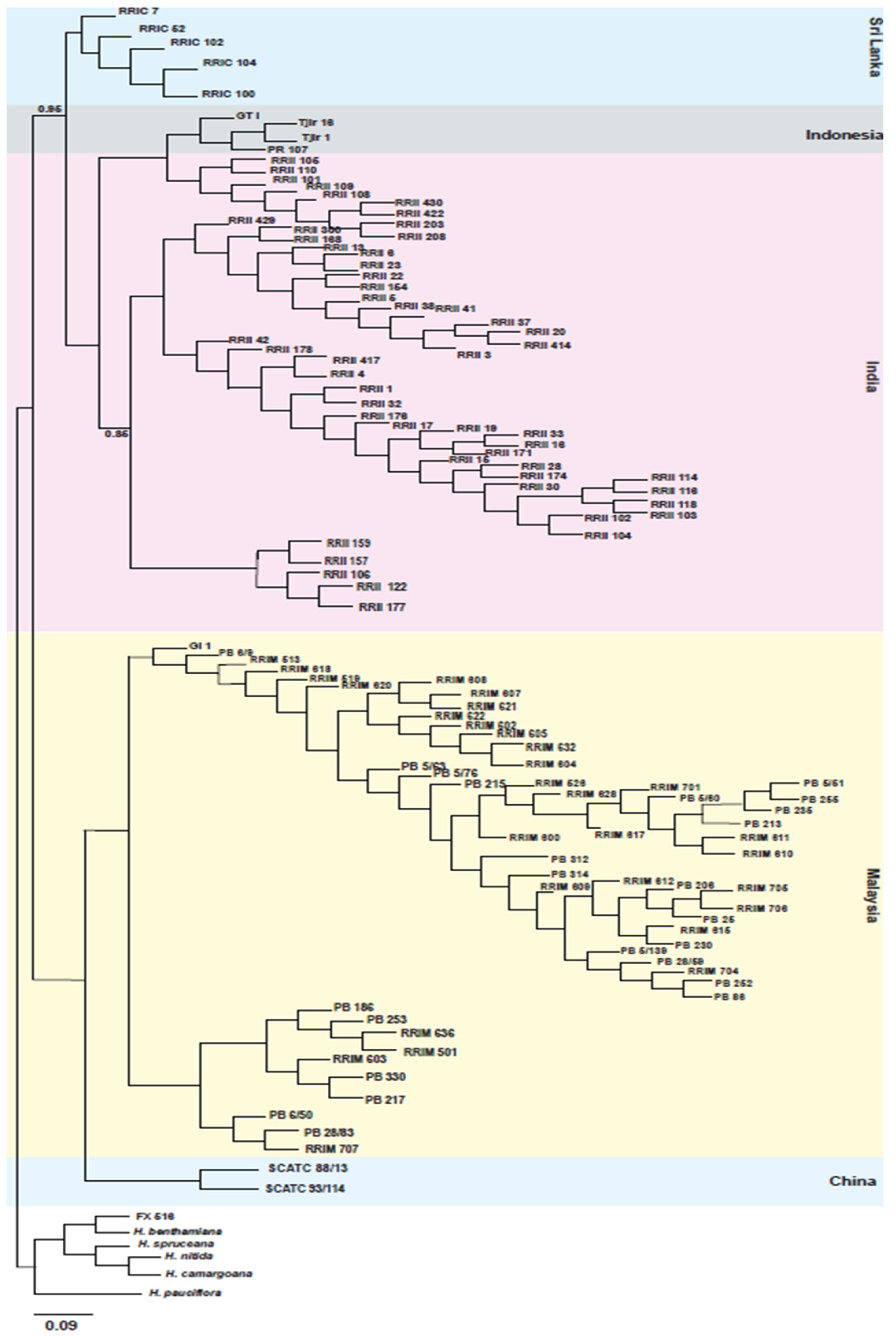 Plants 11 03418 g001 Plants 11 03418 g001