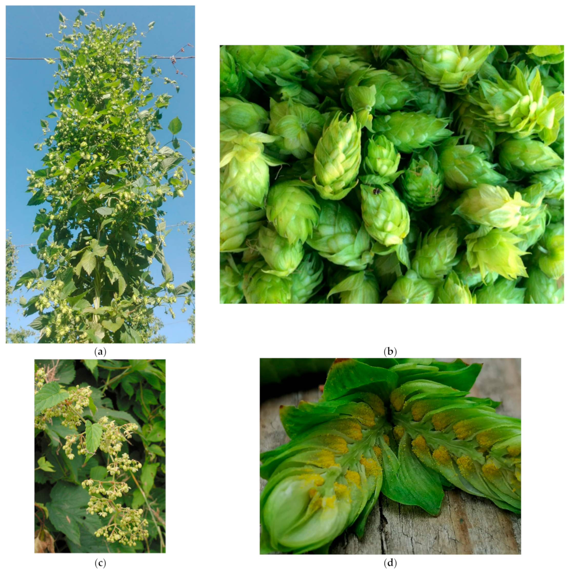 Plants | Free Full-Text | An Updated Review of the Genus Humulus: A  Valuable Source of Bioactive Compounds for Health and Disease Prevention