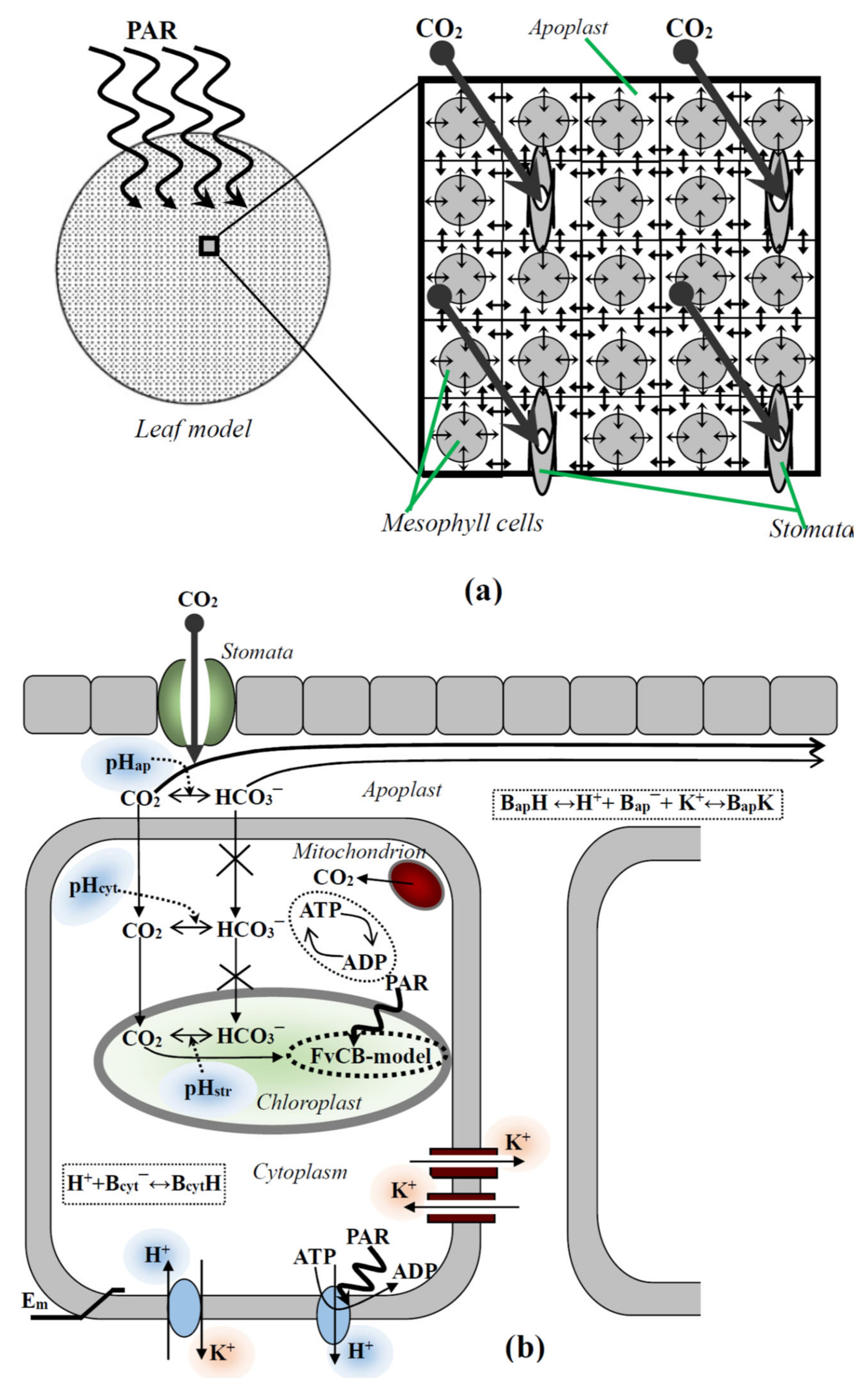 Plants | Free Full-Text | Simulated Analysis of Influence of Changes in  H+-ATPase Activity and Membrane CO2 Conductance on Parameters of  Photosynthetic Assimilation in Leaves