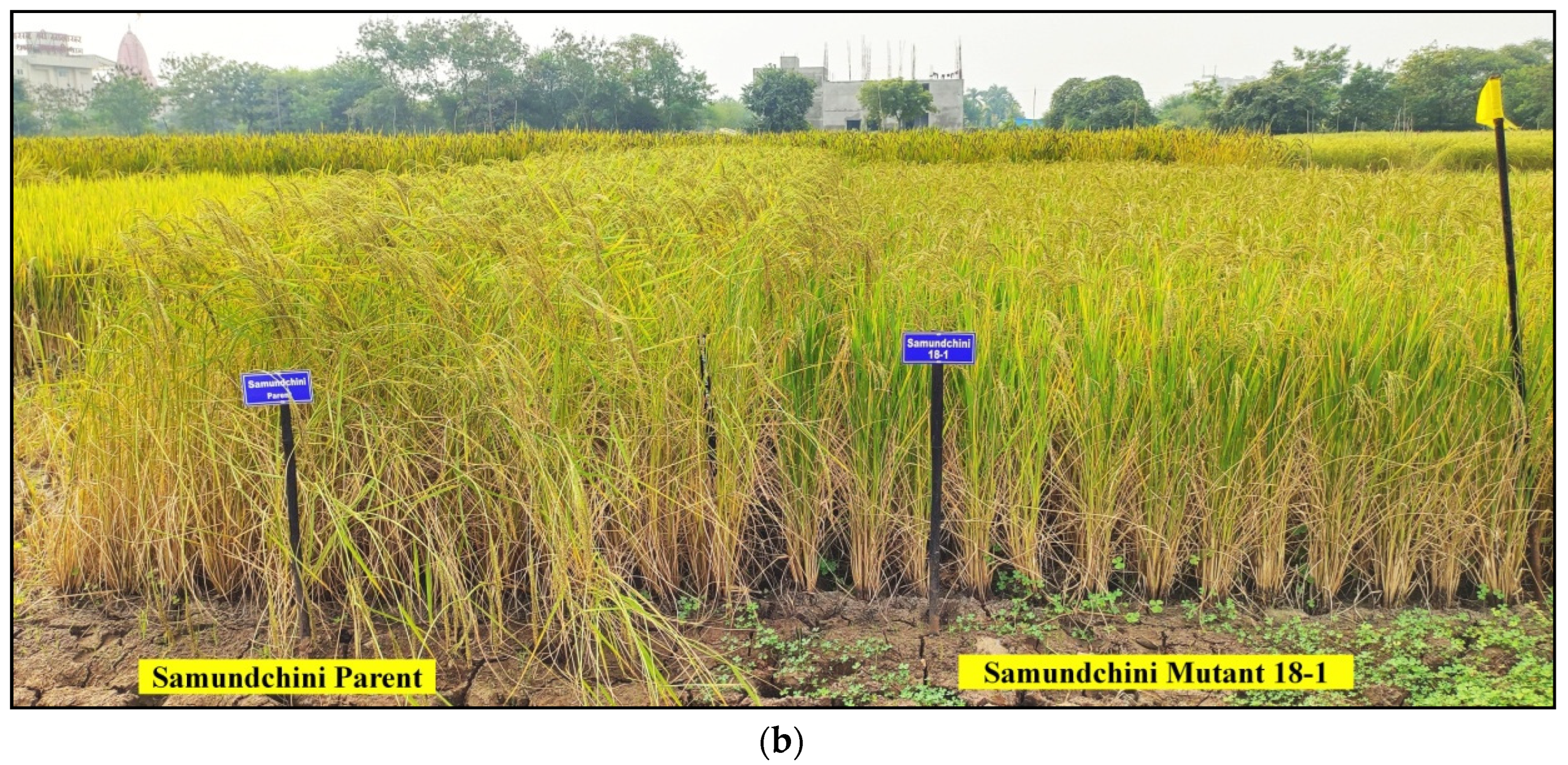 Plants 11 03448 g005b Plants 11 03448 g005b