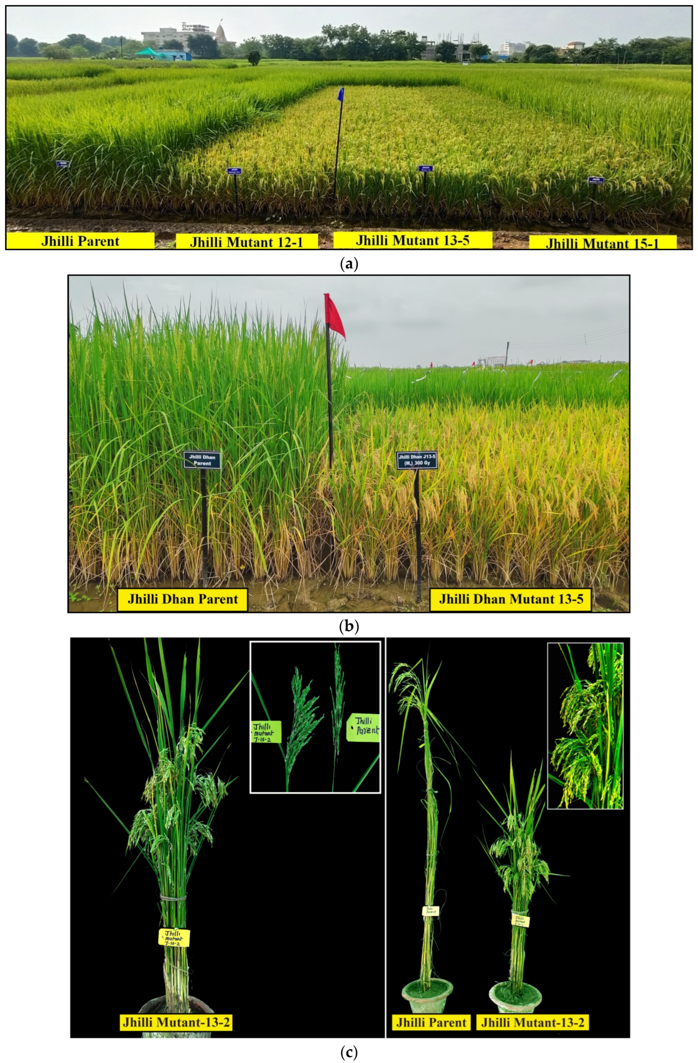 Plants 11 03448 g007 Plants 11 03448 g007