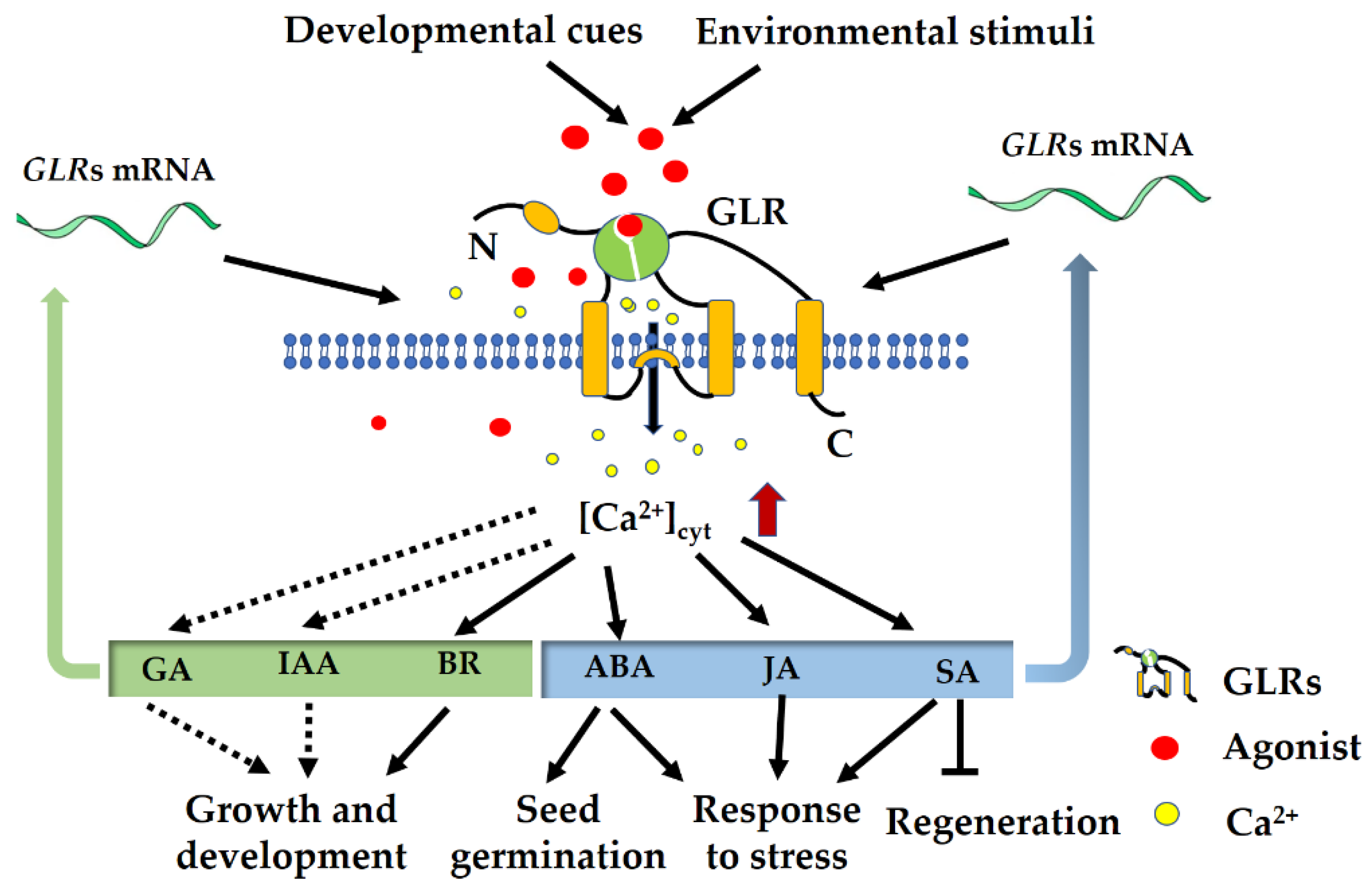 Plants 11 03450 g003