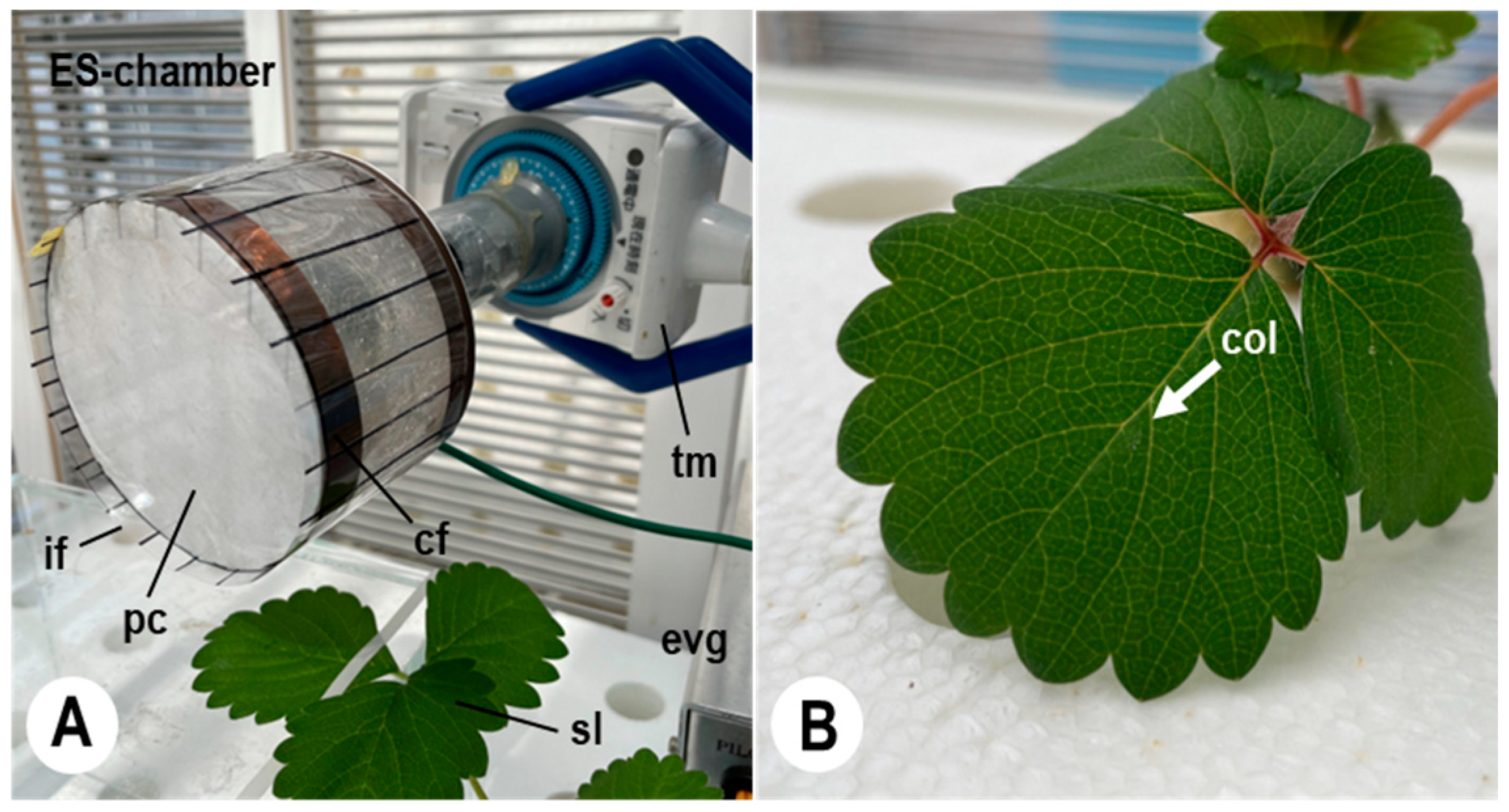 Plants 11 03453 g004 Plants 11 03453 g004