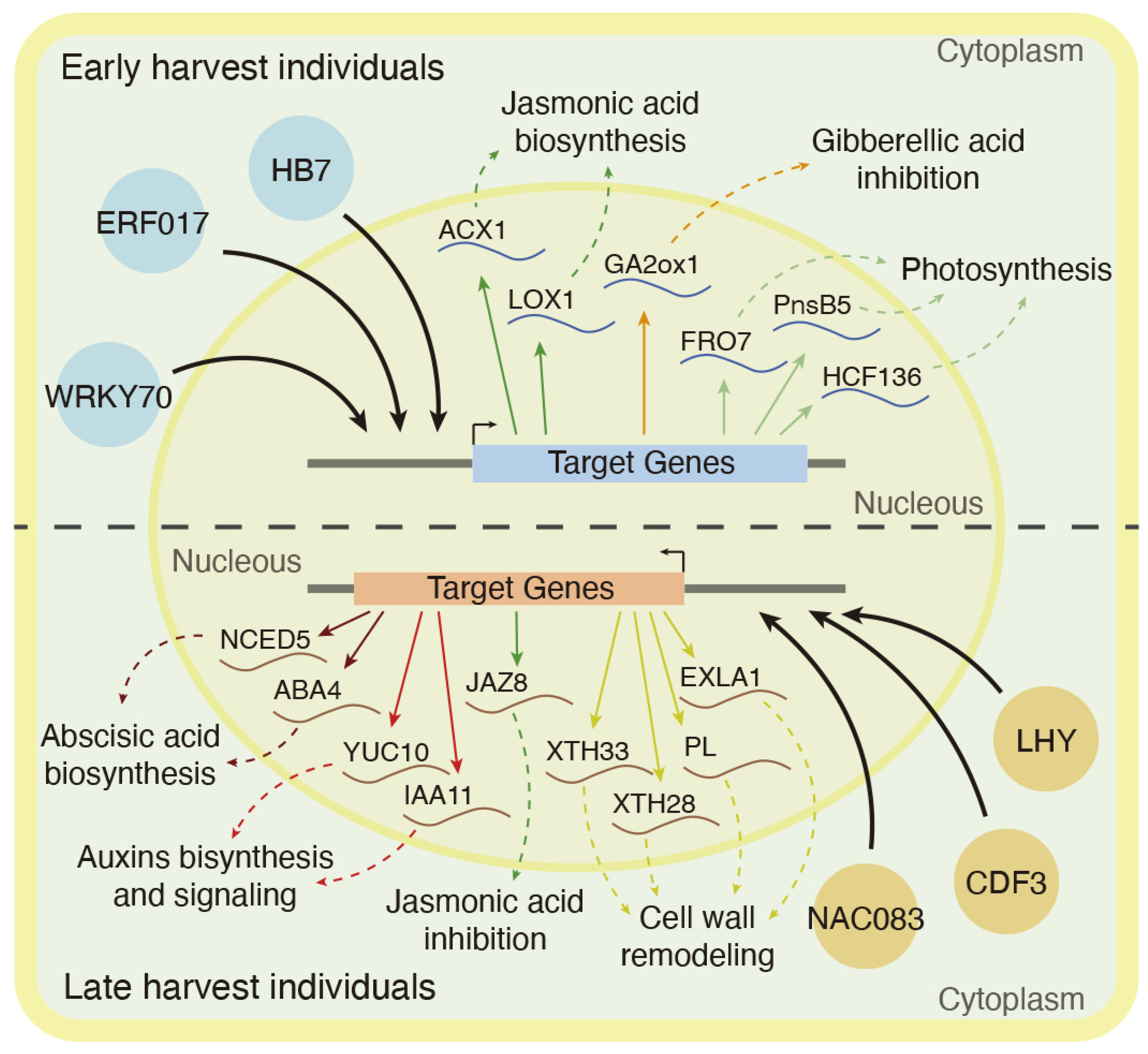 Plants 11 03473 g004 Plants 11 03473 g004