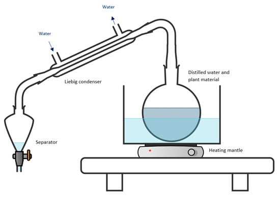 Plants | Free Full-Text | Extraction of Essential Oils from Lavandula × ...