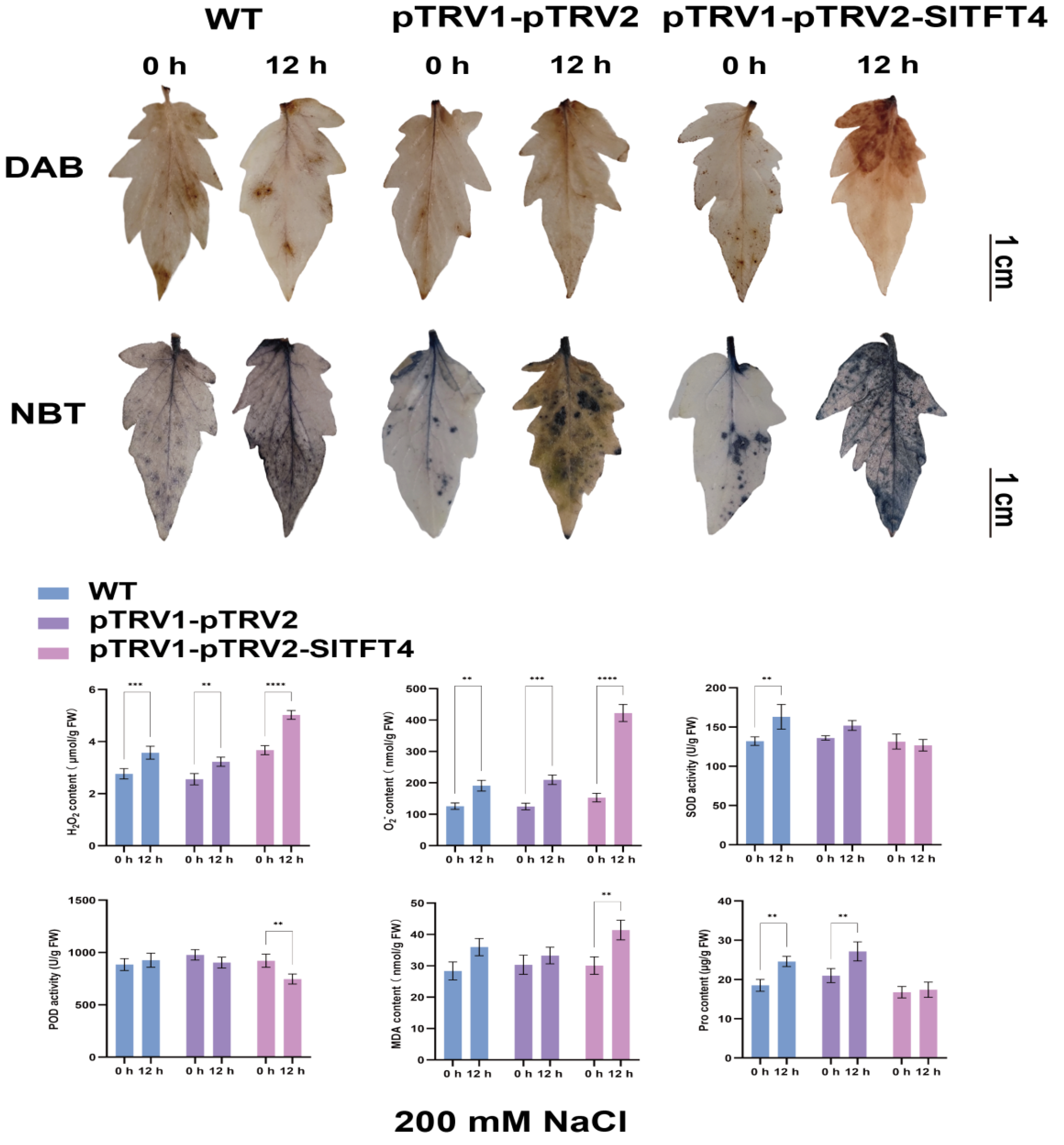 Plants 11 03491 g013 Plants 11 03491 g013