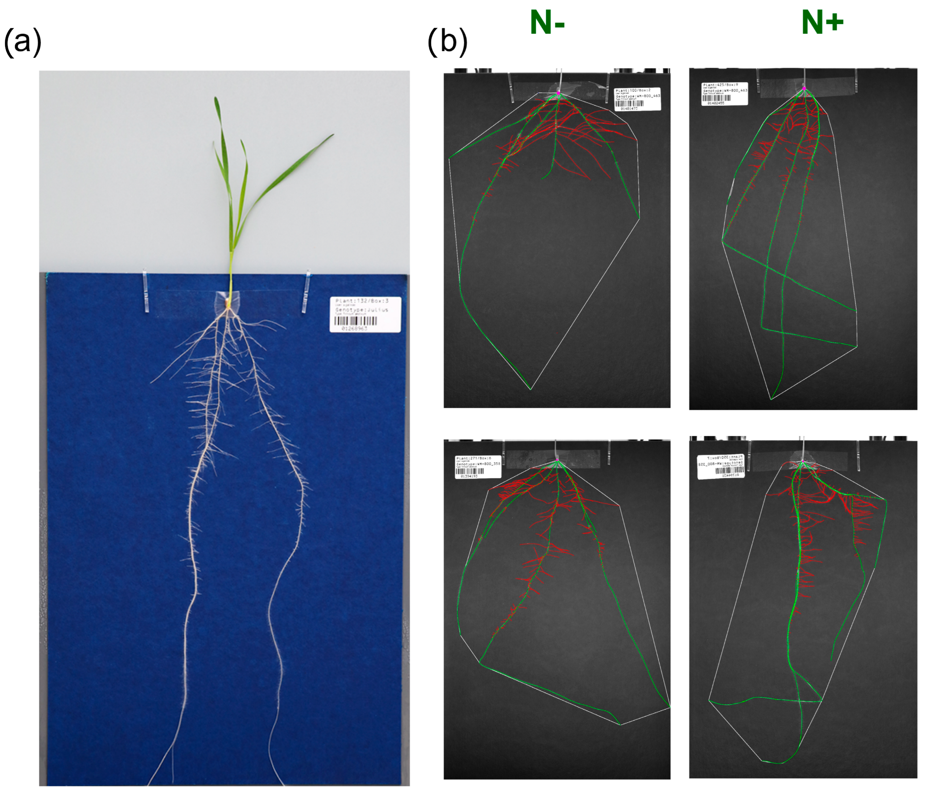 Plants 11 03520 g003 Plants 11 03520 g003