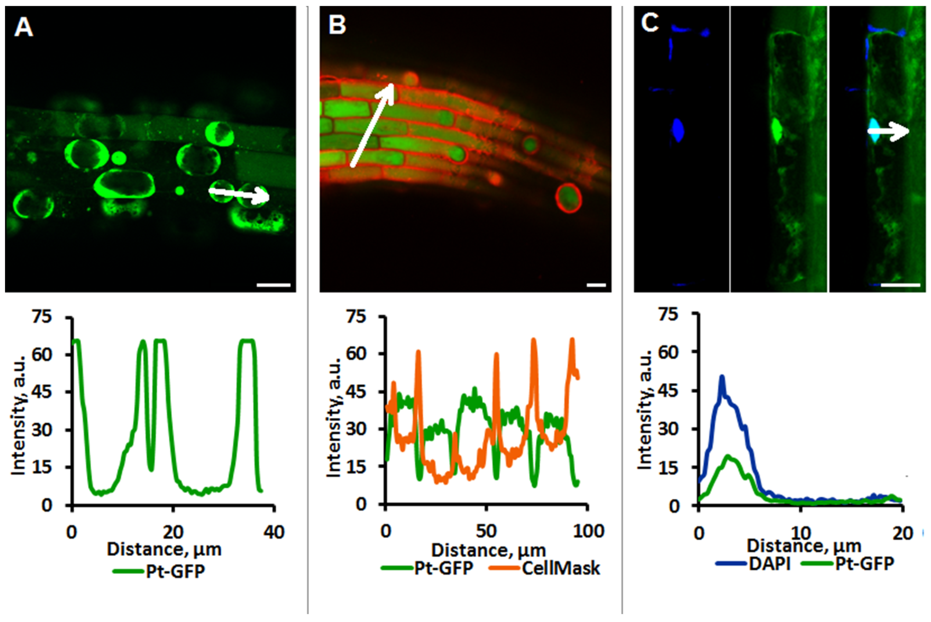 Plants 11 03532 g002 Plants 11 03532 g002