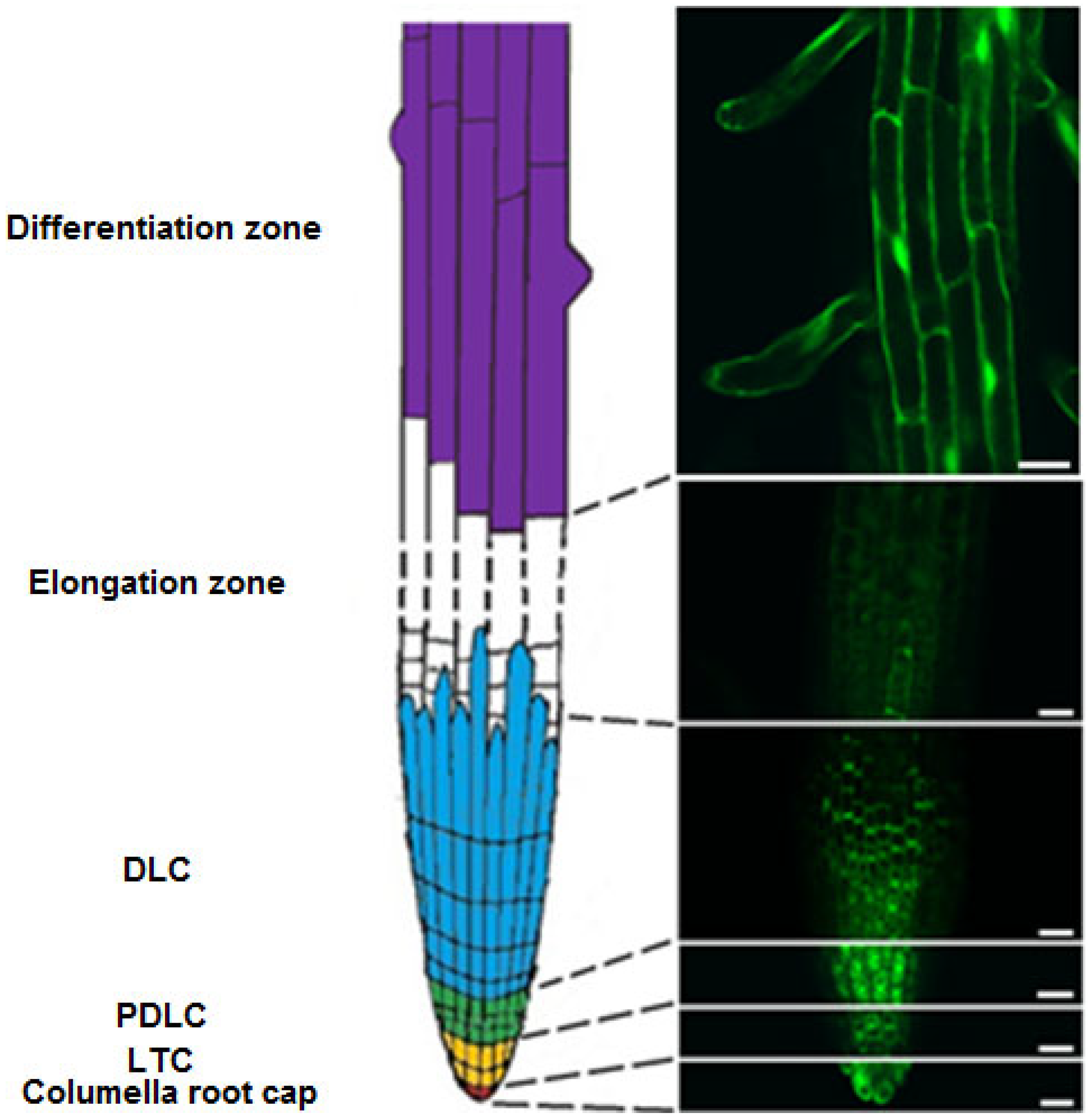 Plants 11 03532 g003 Plants 11 03532 g003
