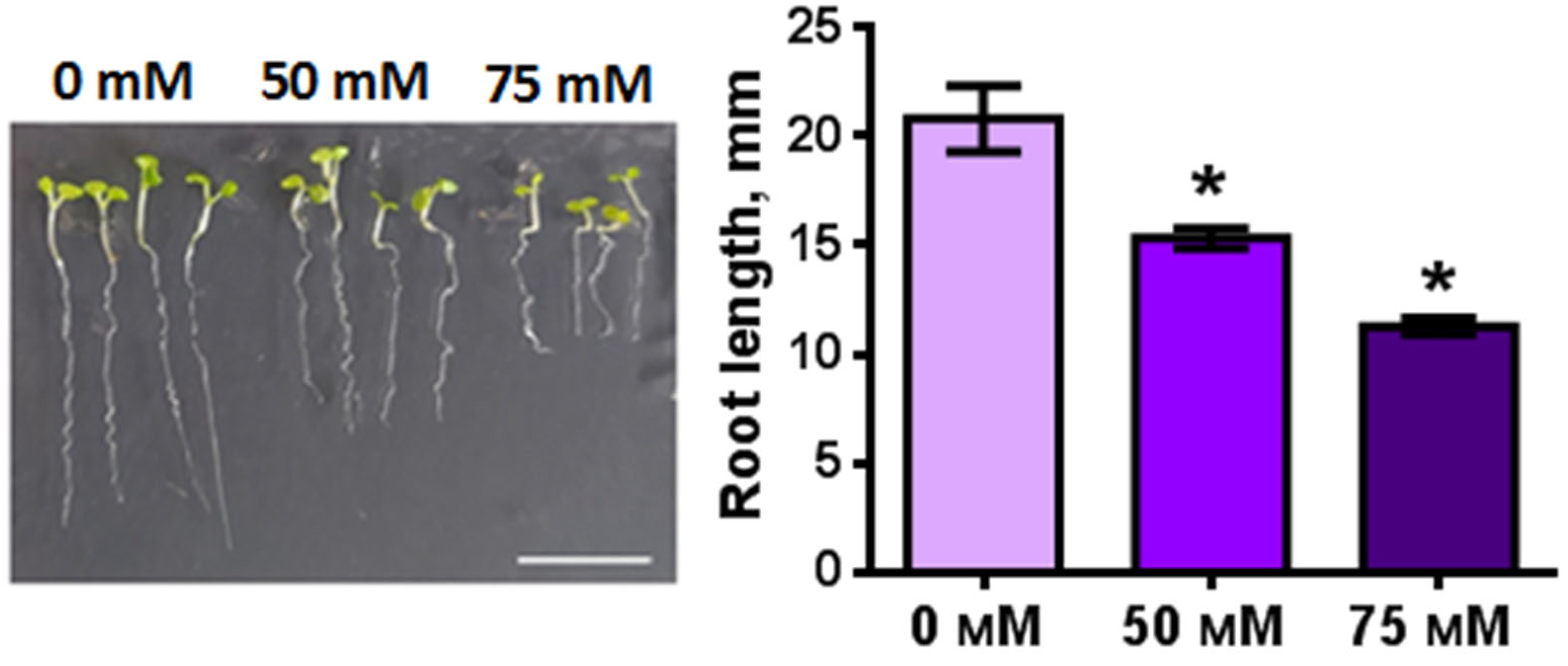 Plants 11 03532 g004 Plants 11 03532 g004