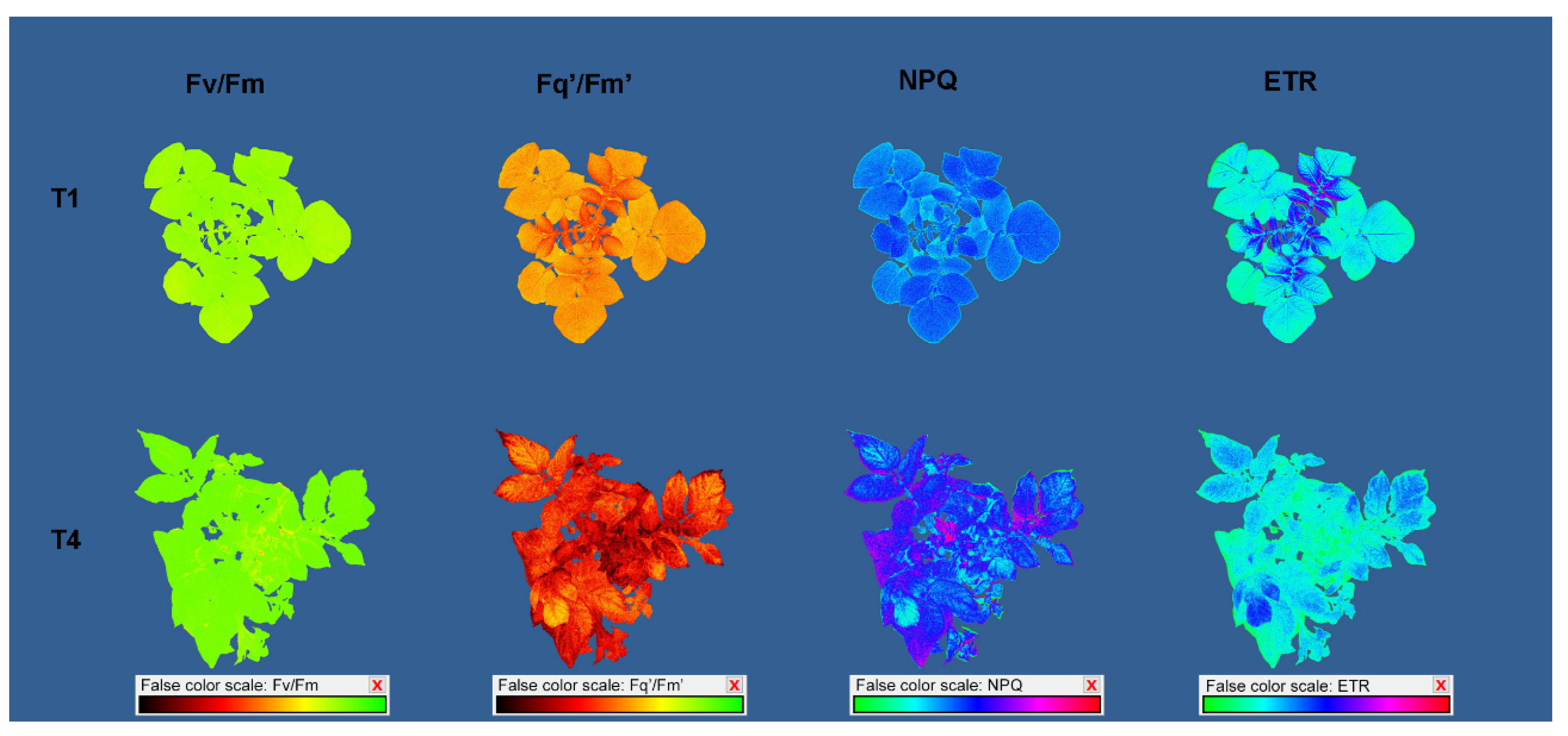 Plants 11 03534 g008