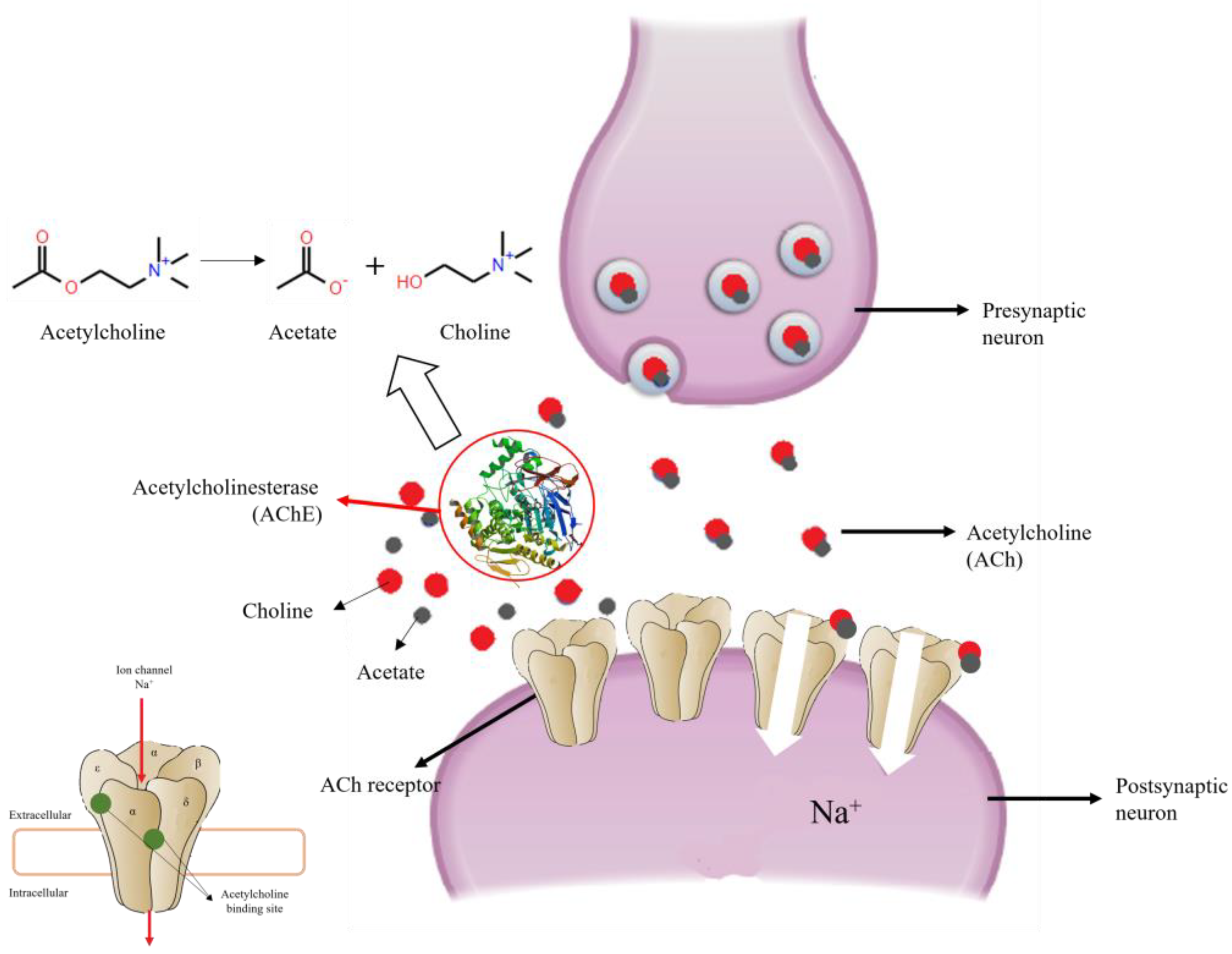 Plants 12 00003 g004 Plants 12 00003 g004