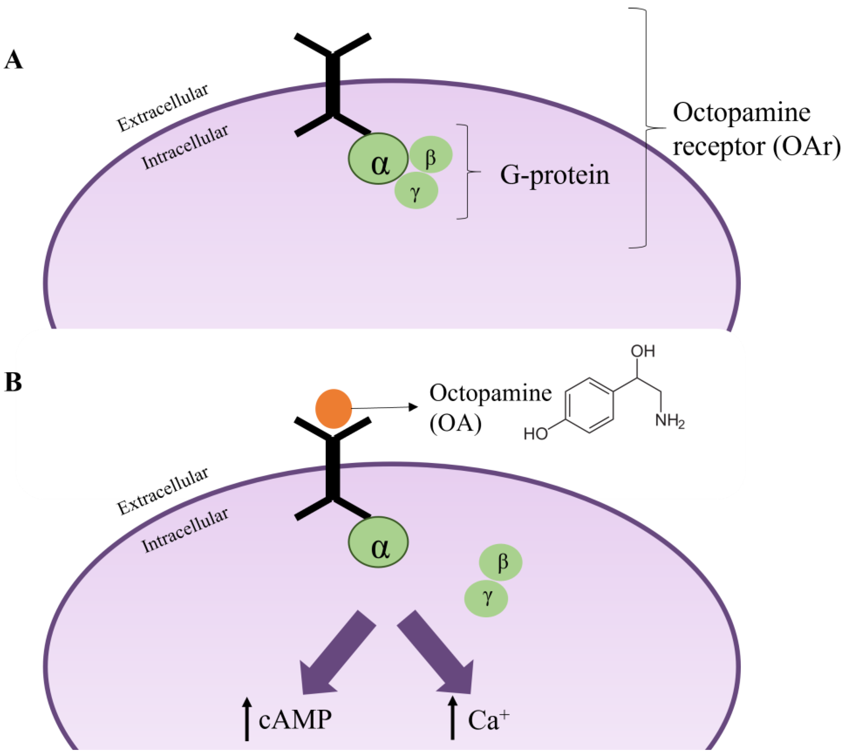 Plants 12 00003 g006 Plants 12 00003 g006