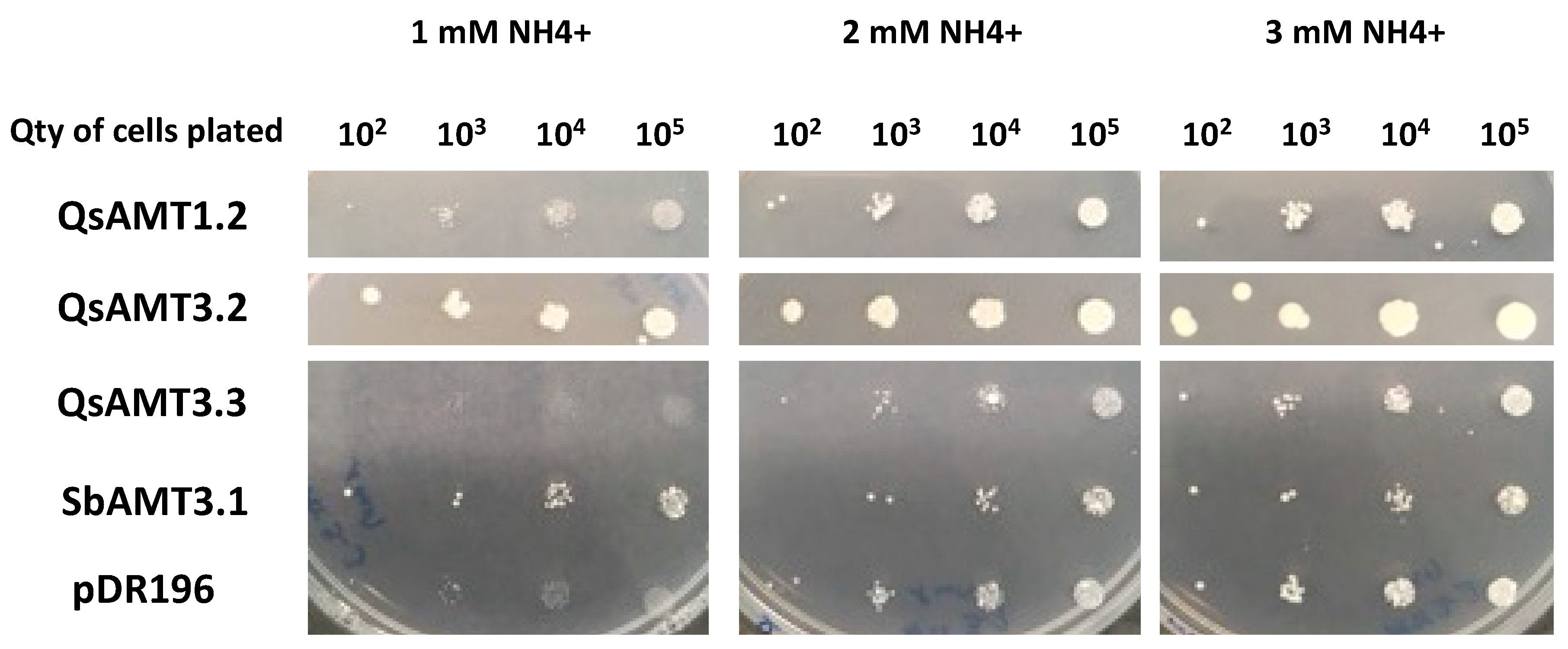 Plants 12 00010 g003 Plants 12 00010 g003