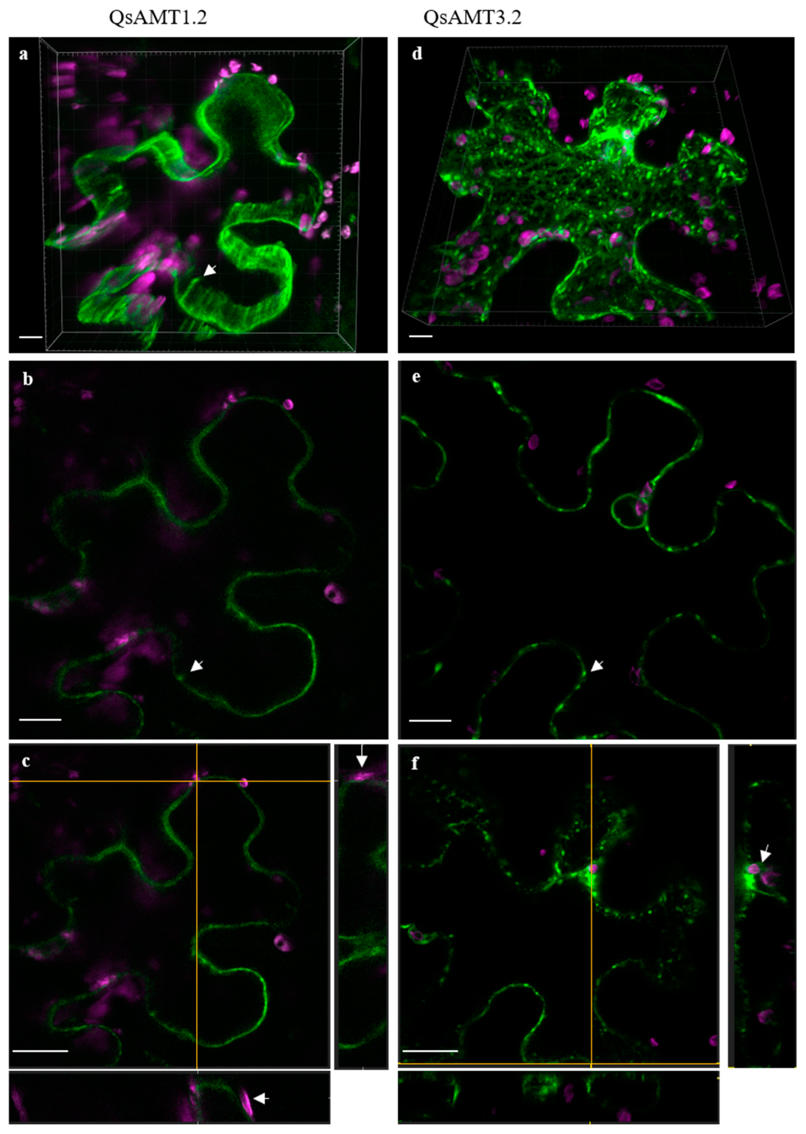 Plants 12 00010 g004 Plants 12 00010 g004