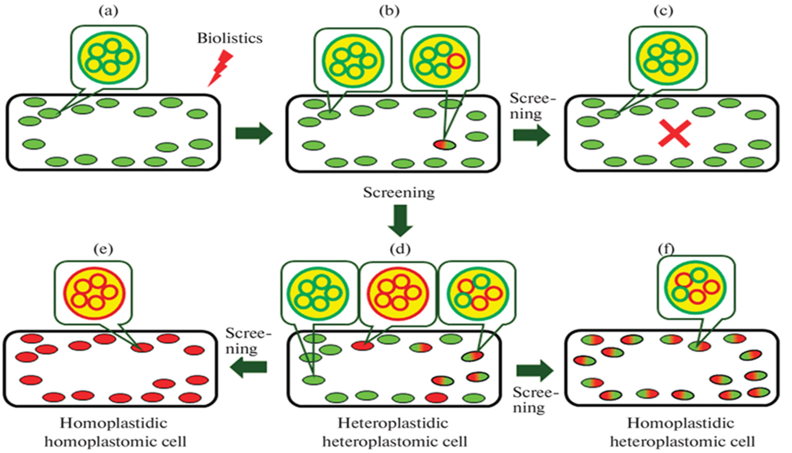 Plants 12 00038 g002