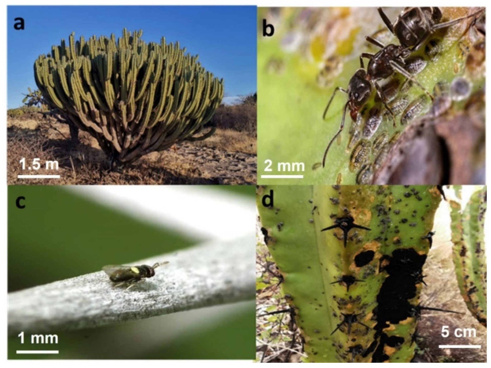 Plants 12 00047 g006