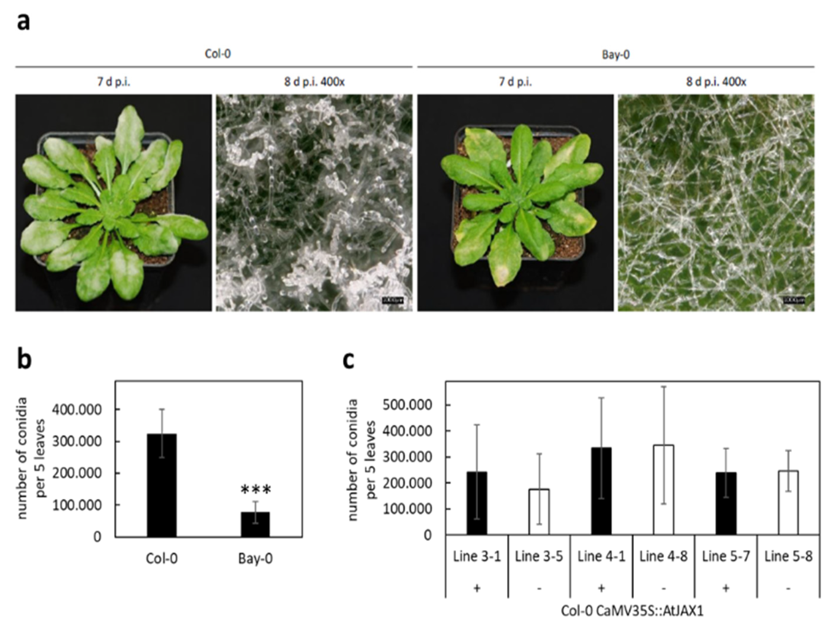 Plants 12 00067 g003 Plants 12 00067 g003