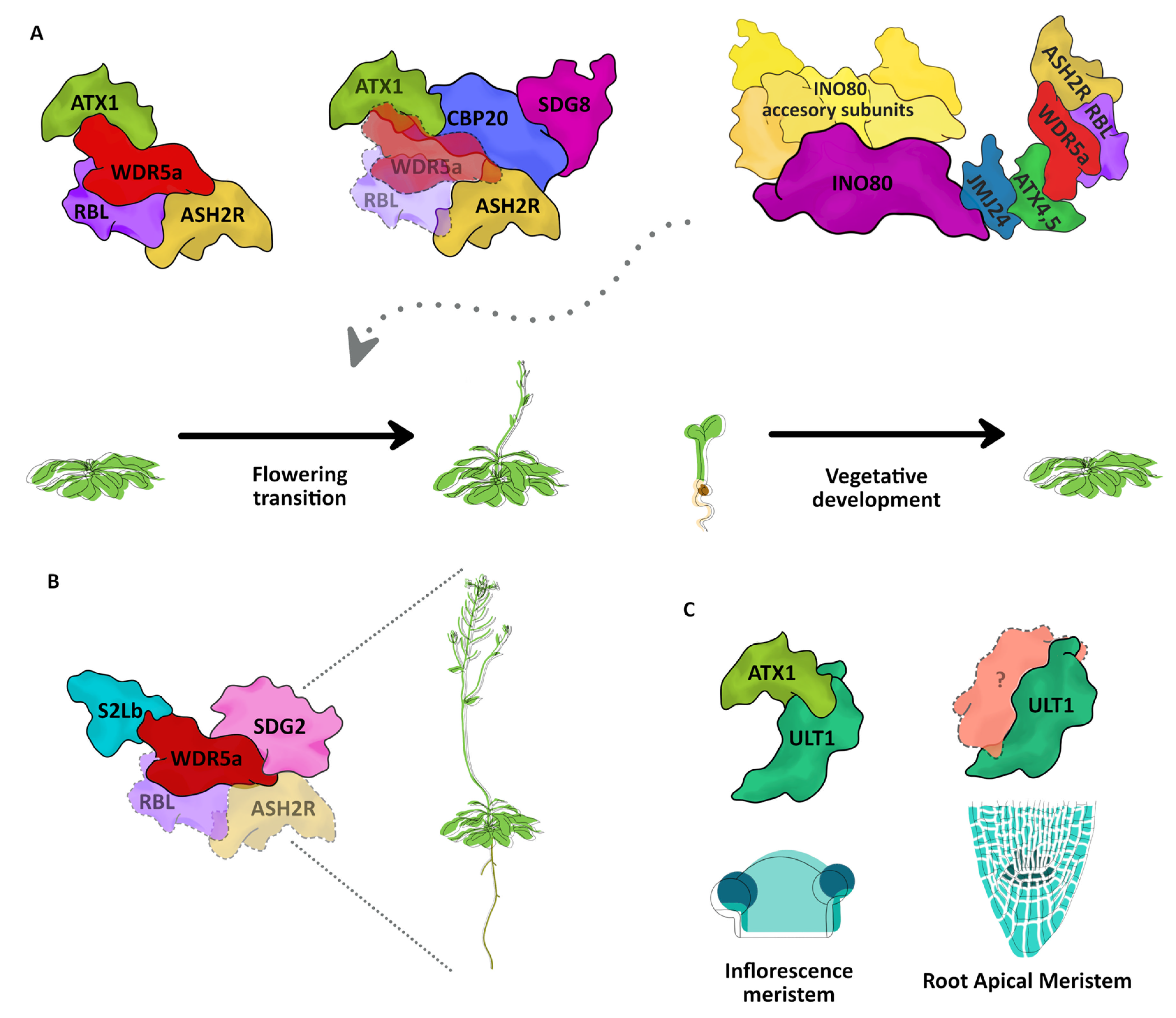 Plants 12 00075 g002