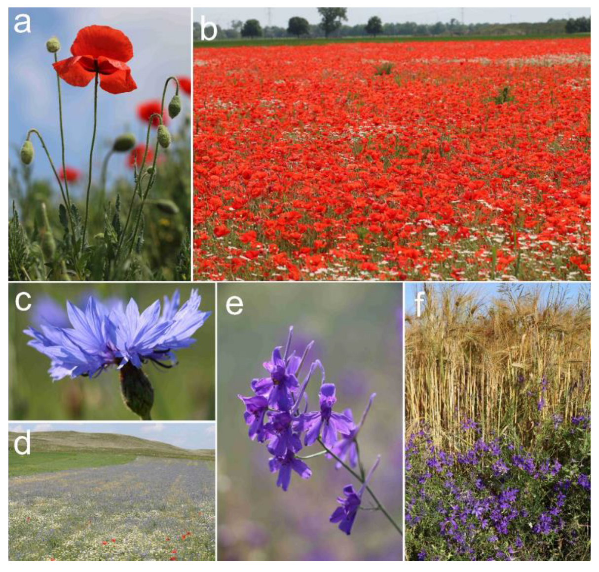 Plants | Free Full-Text | Iconic Arable Weeds: The Significance of Corn  Poppy (Papaver rhoeas), Cornflower (Centaurea cyanus), and Field Larkspur  (Delphinium consolida) in Hungarian Ethnobotanical and Cultural Heritage