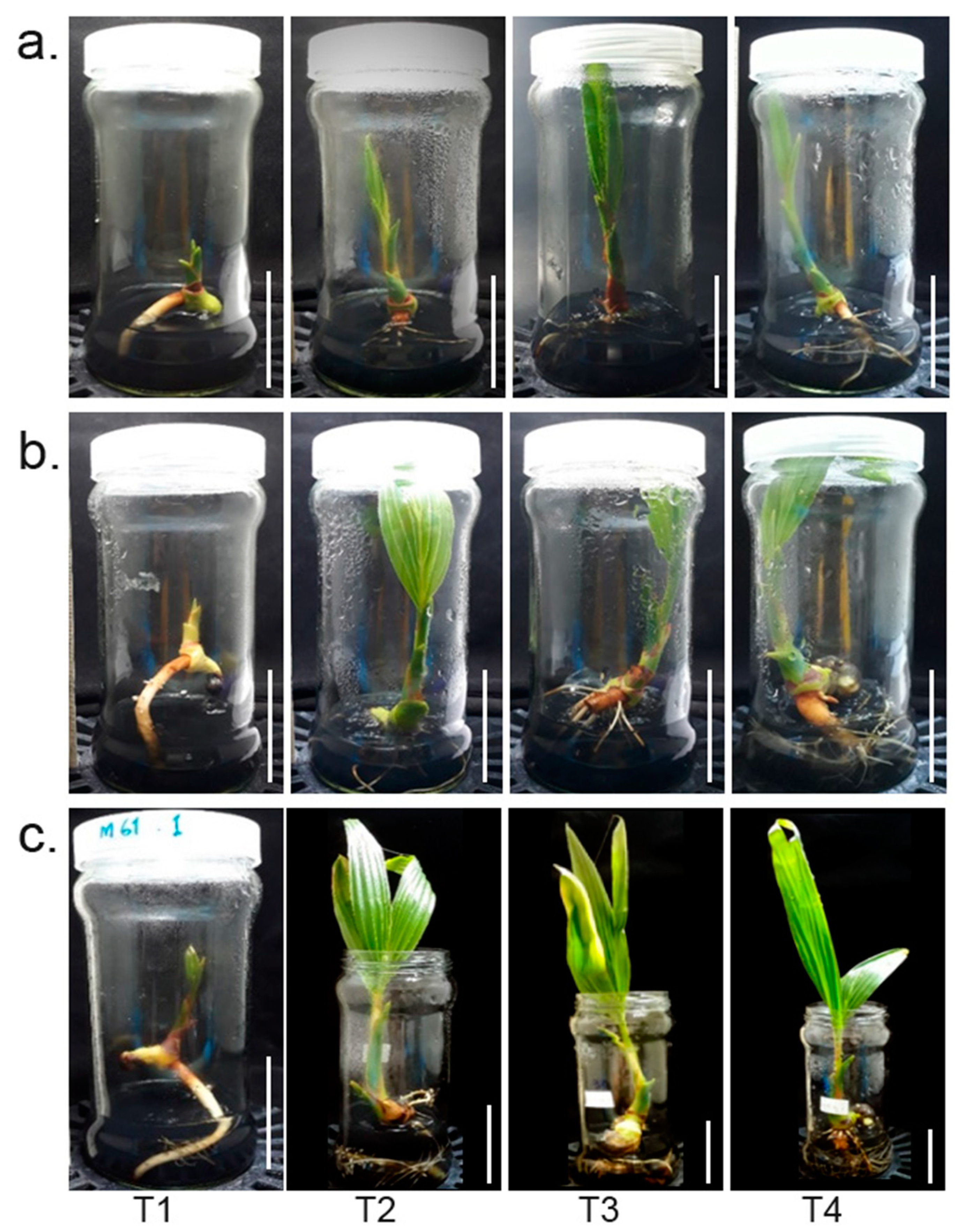 Plants 12 00105 g001