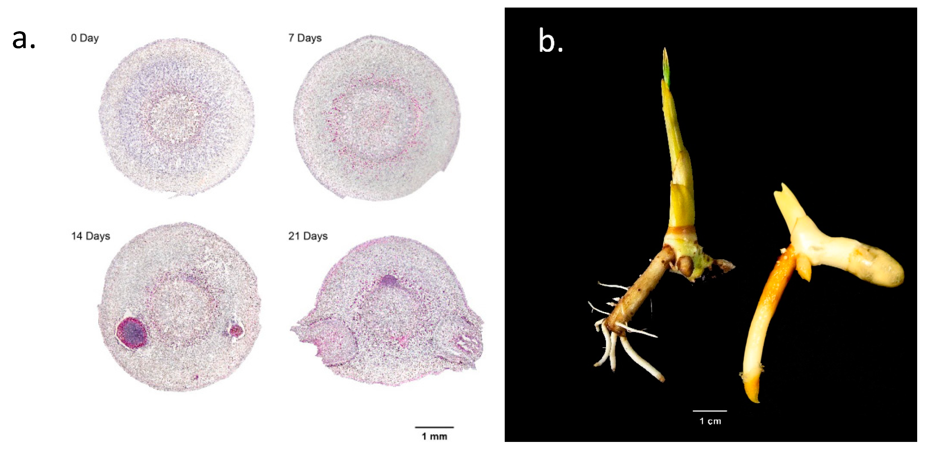 Plants 12 00105 g005