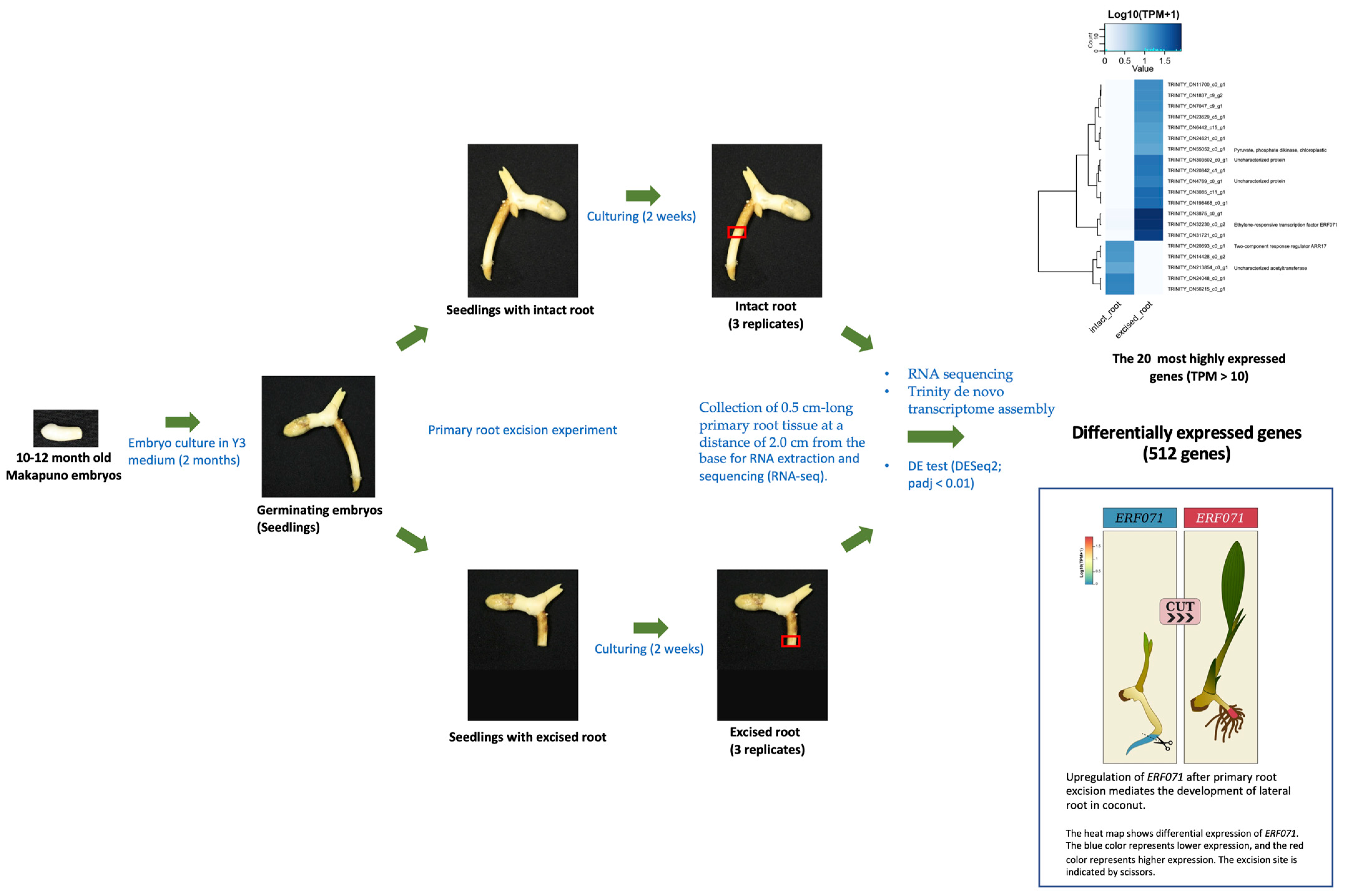 Plants 12 00105 g007