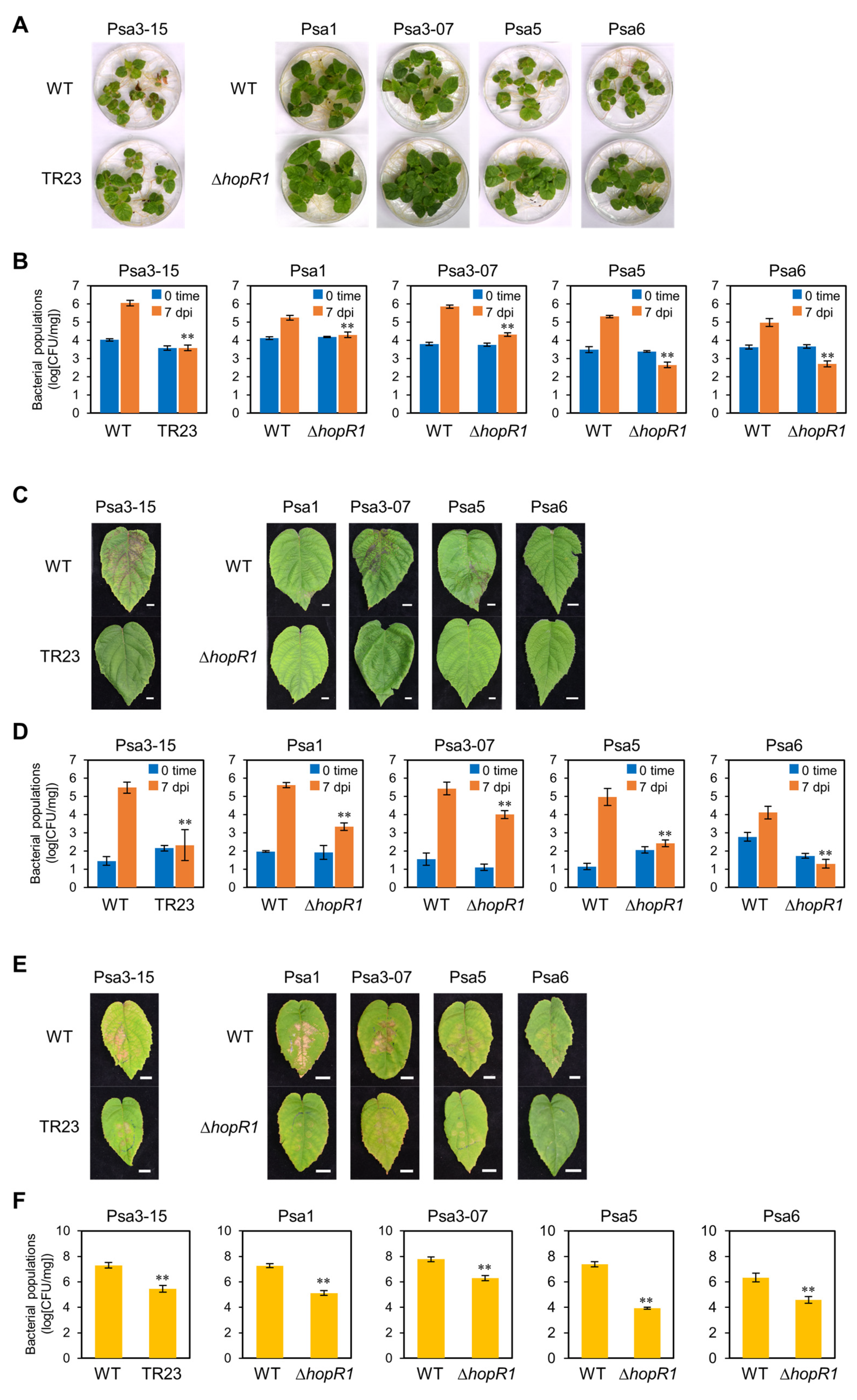 Plants 12 00141 g003 Plants 12 00141 g003