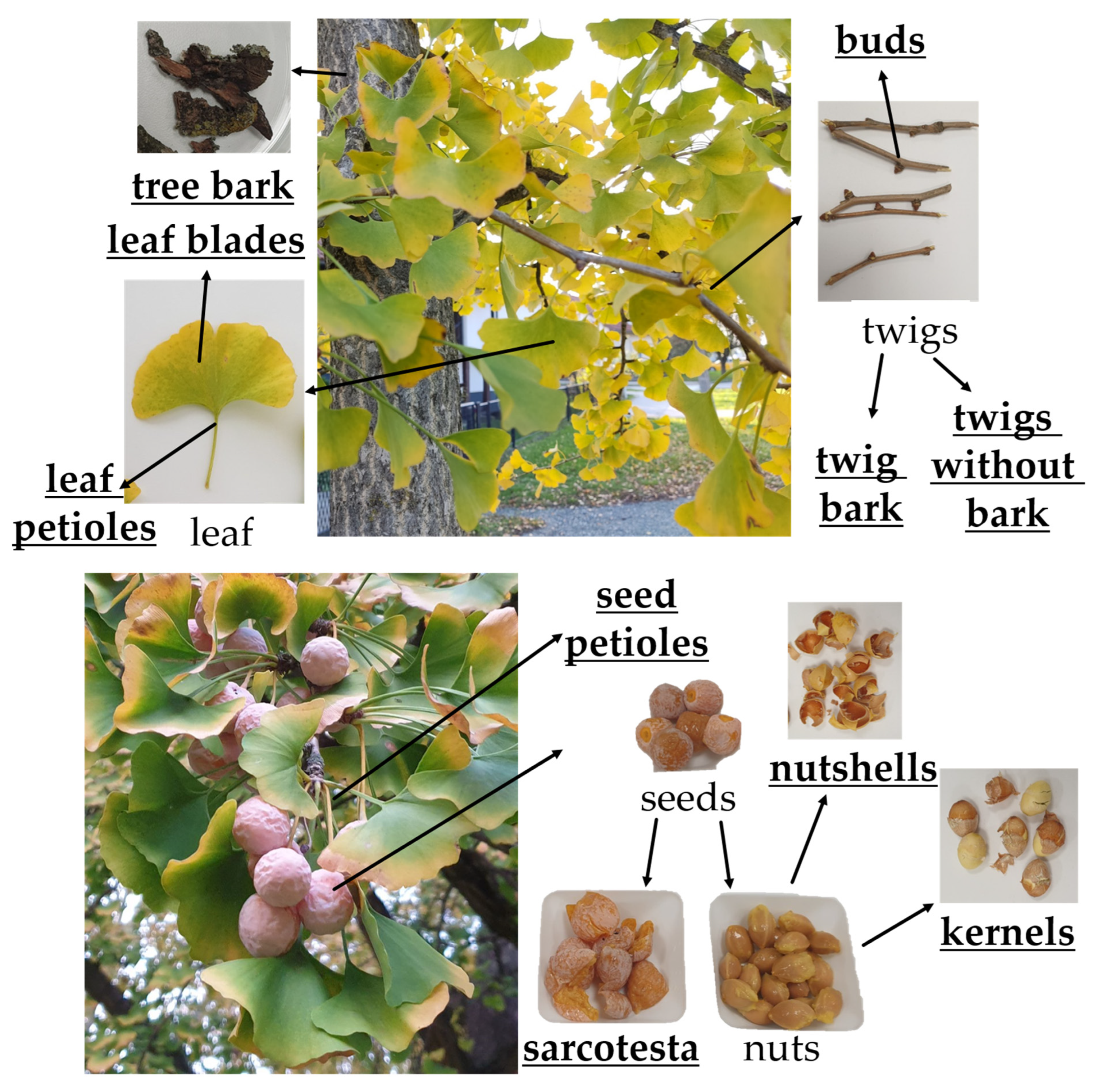 Plants 12 00147 g004 Plants 12 00147 g004