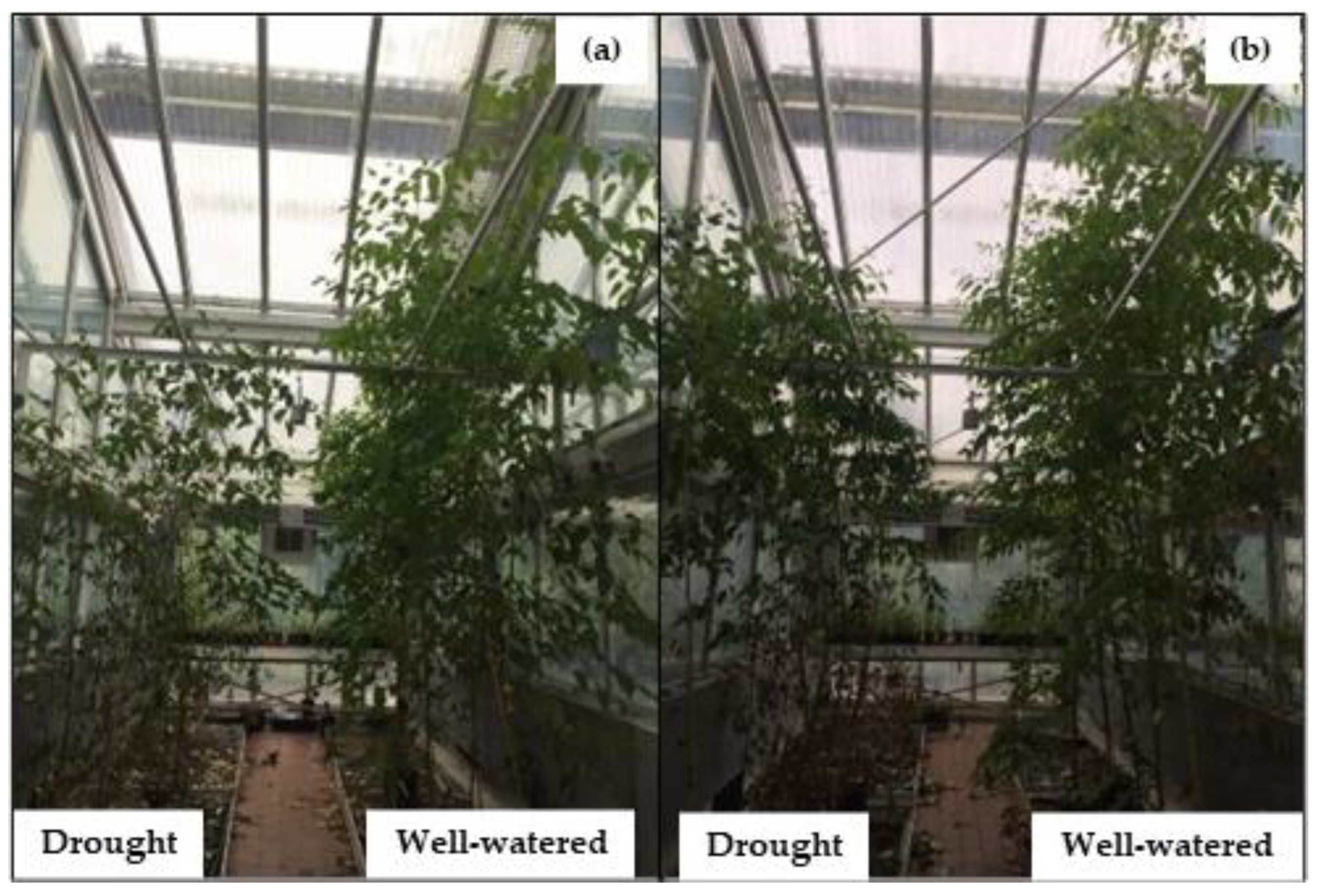 Plants 12 00148 g004 Plants 12 00148 g004