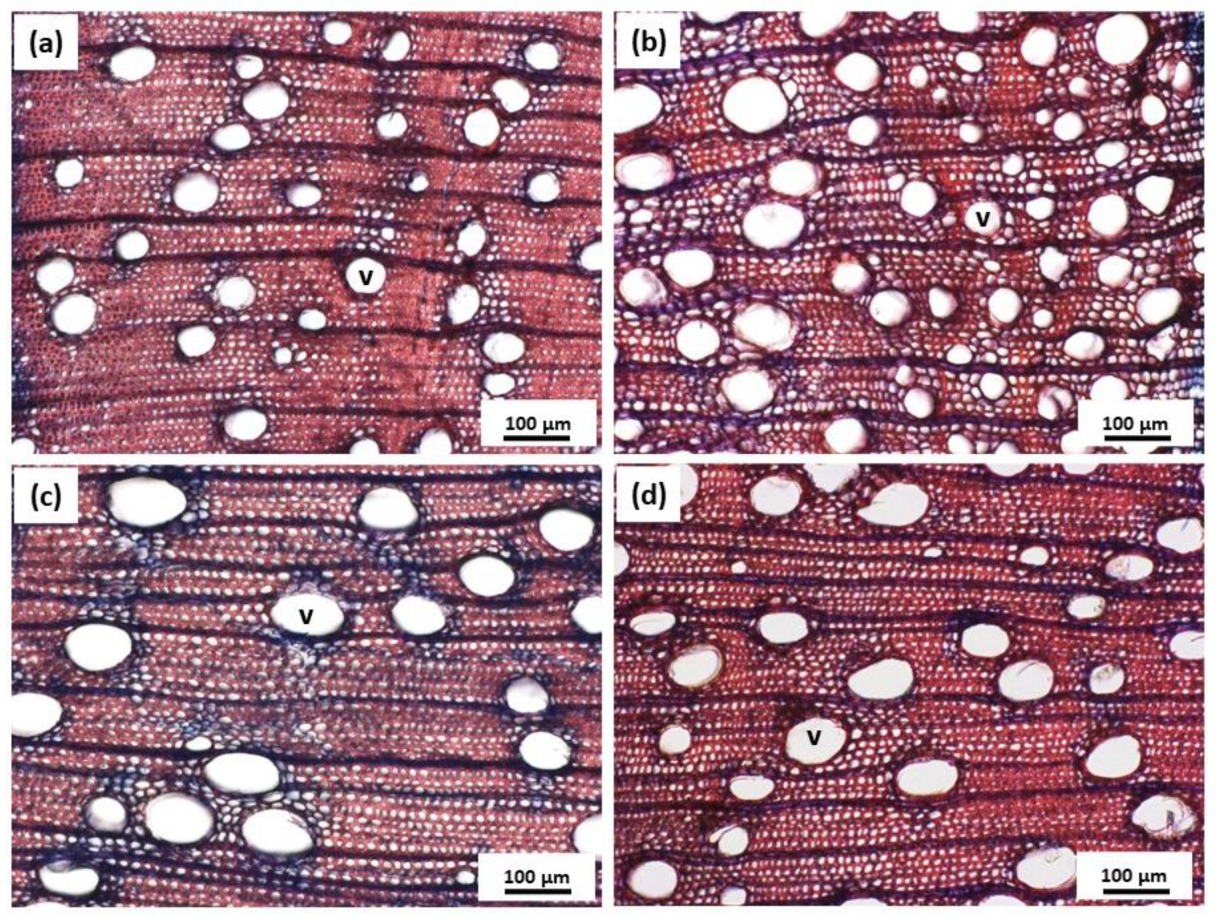 Plants 12 00148 g006 Plants 12 00148 g006