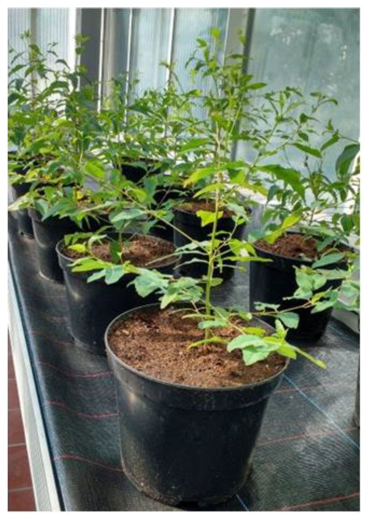 Plants 12 00148 g0a1 Plants 12 00148 g0a1