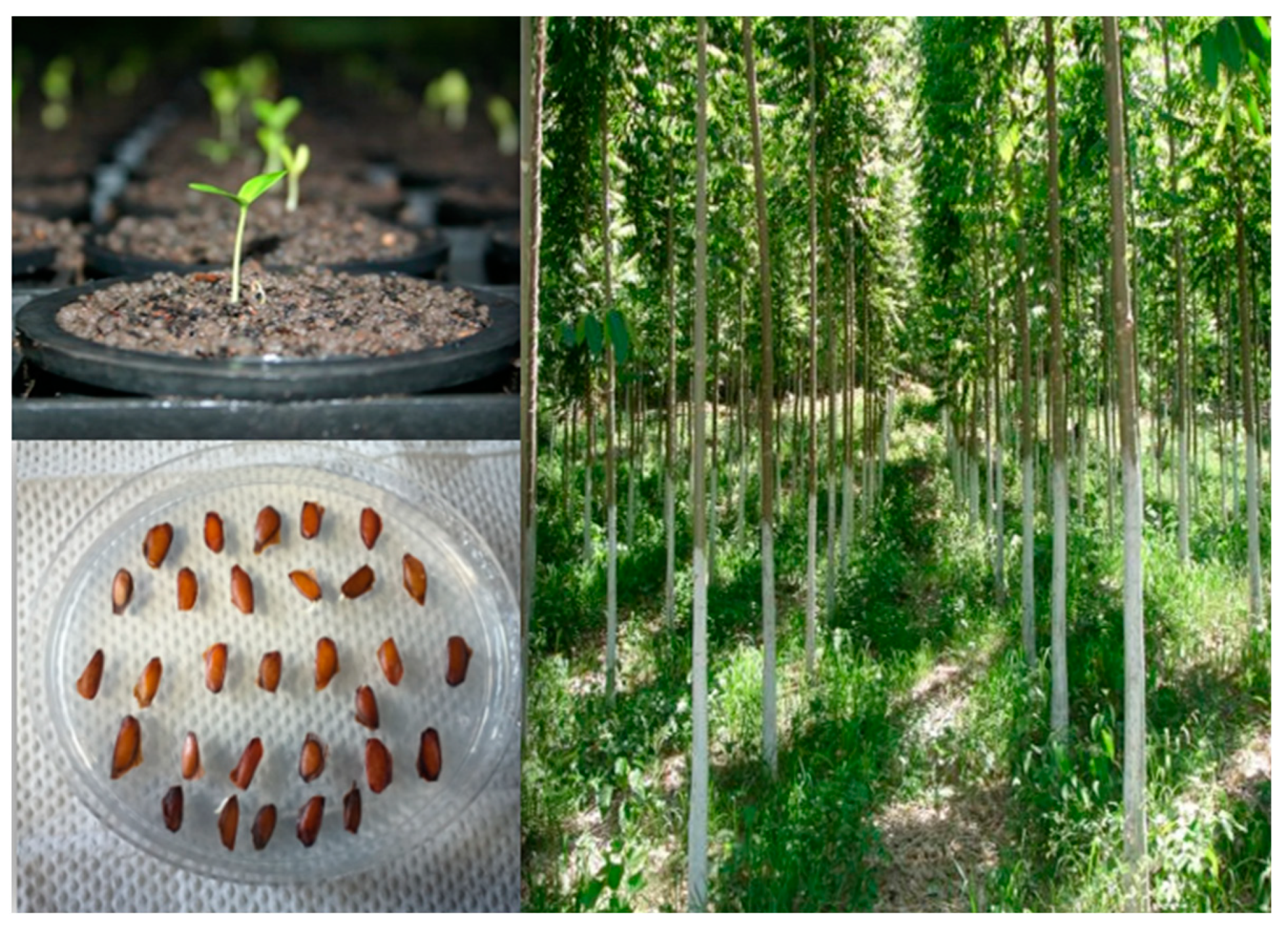 Plants 12 00150 g004