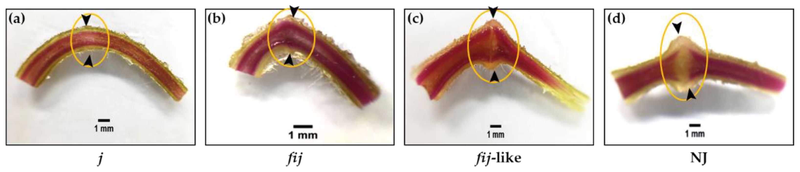 Plants 12 00185 g002 Plants 12 00185 g002