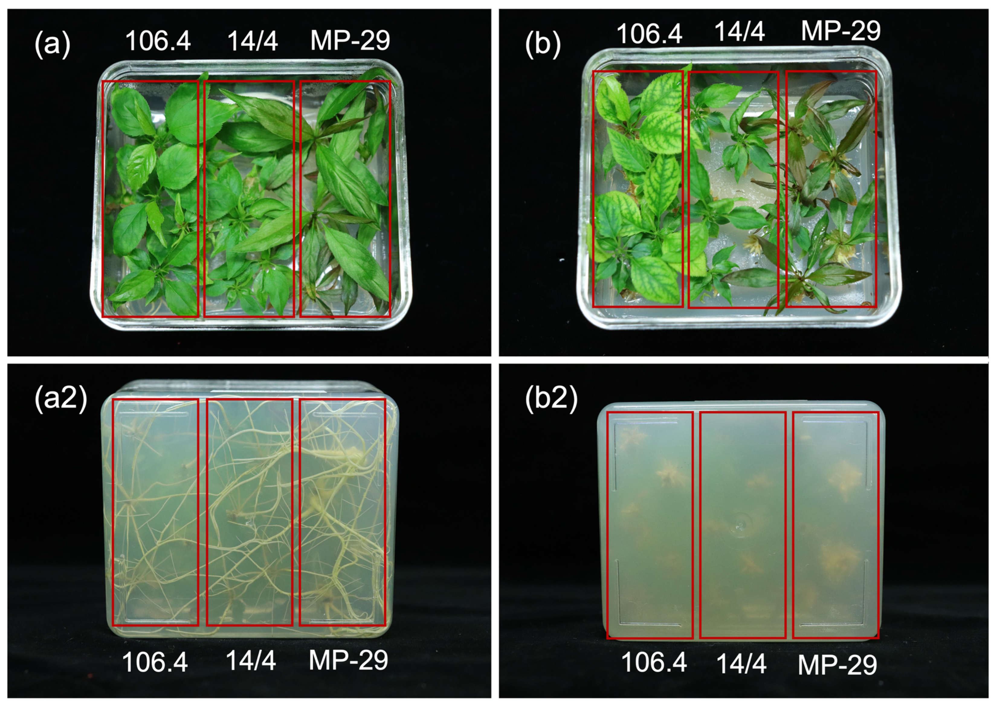 Plants 12 00289 g003 Plants 12 00289 g003