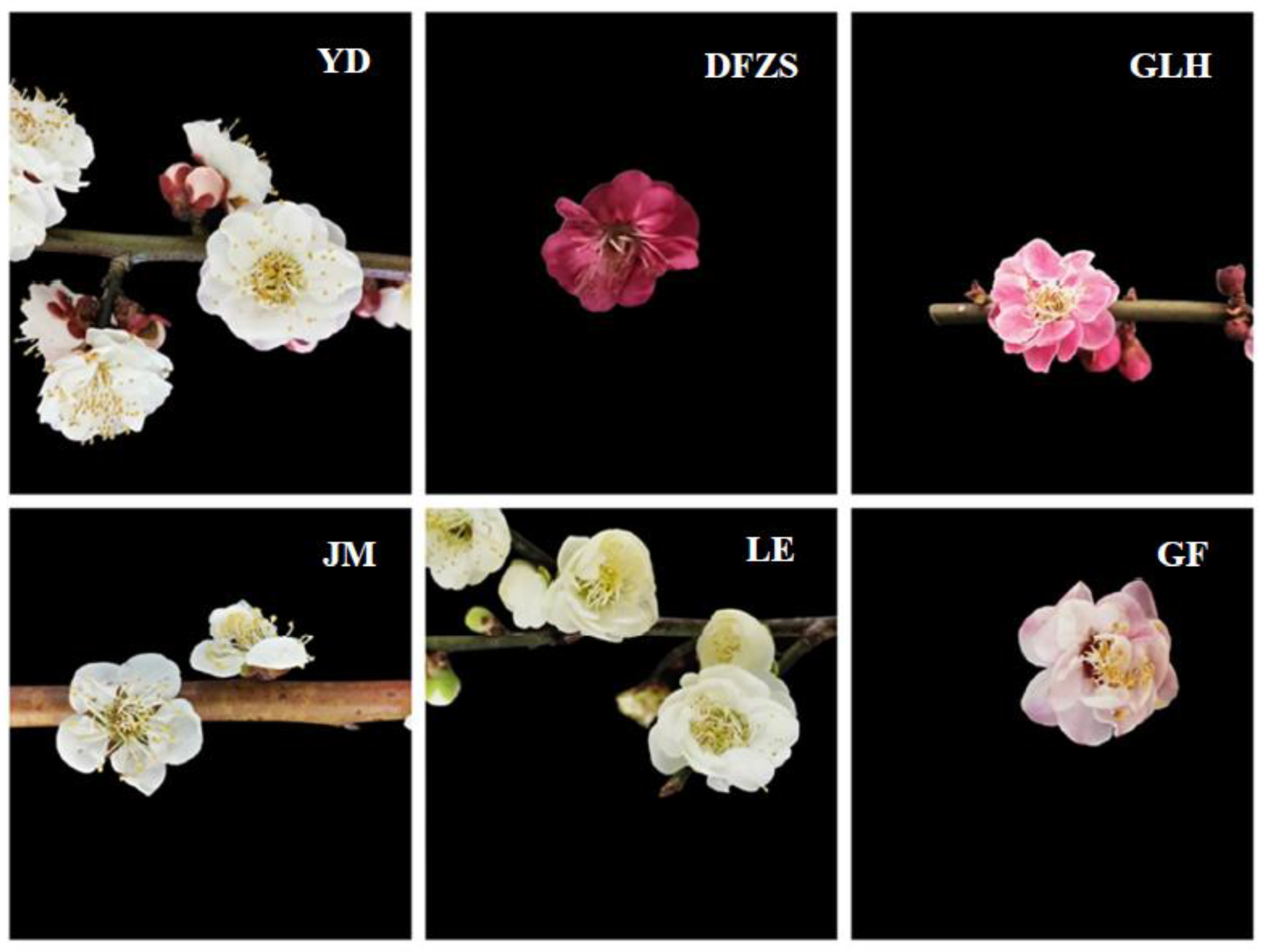 Plants 12 00308 g006 Plants 12 00308 g006