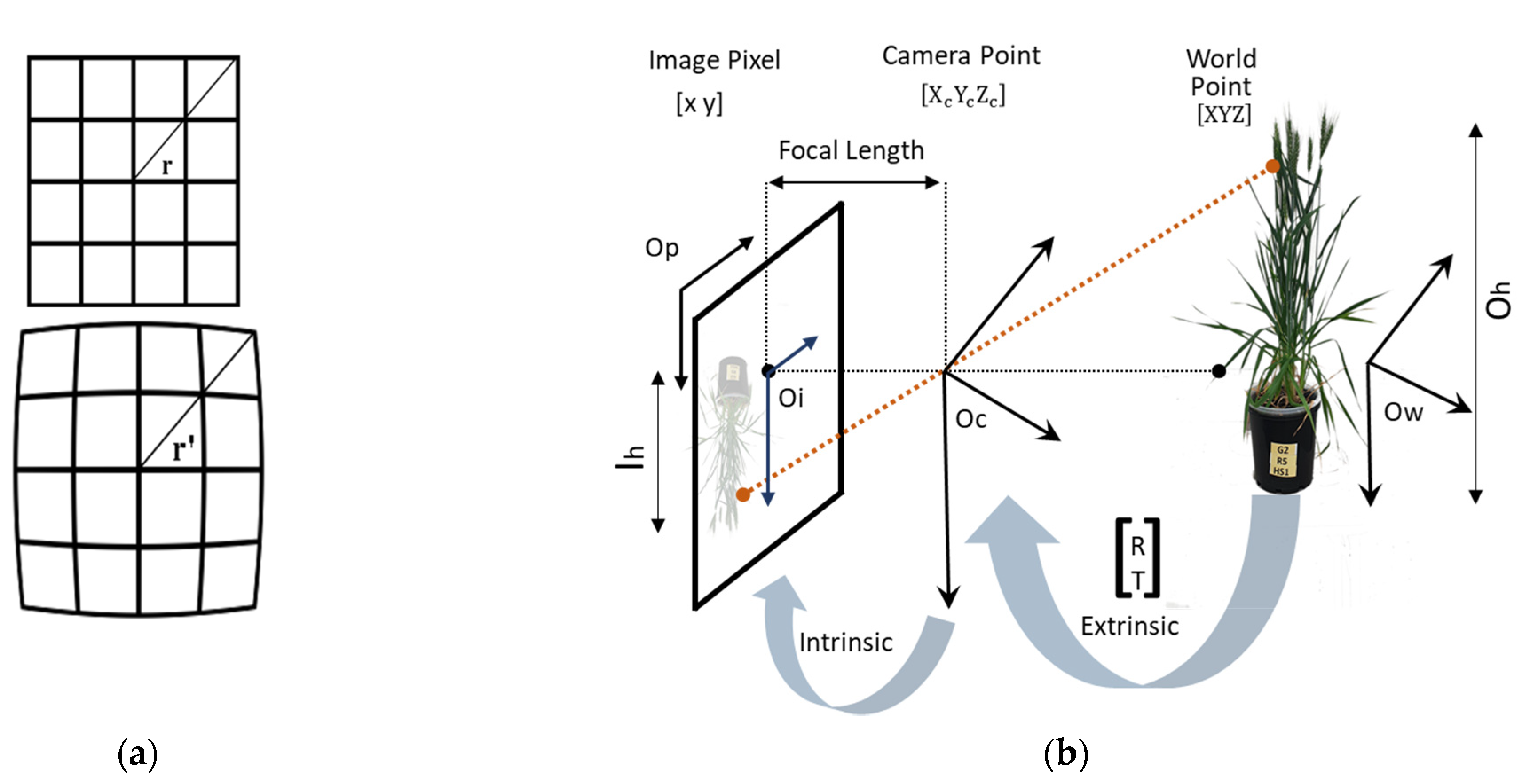 Plants 12 00317 g003 Plants 12 00317 g003
