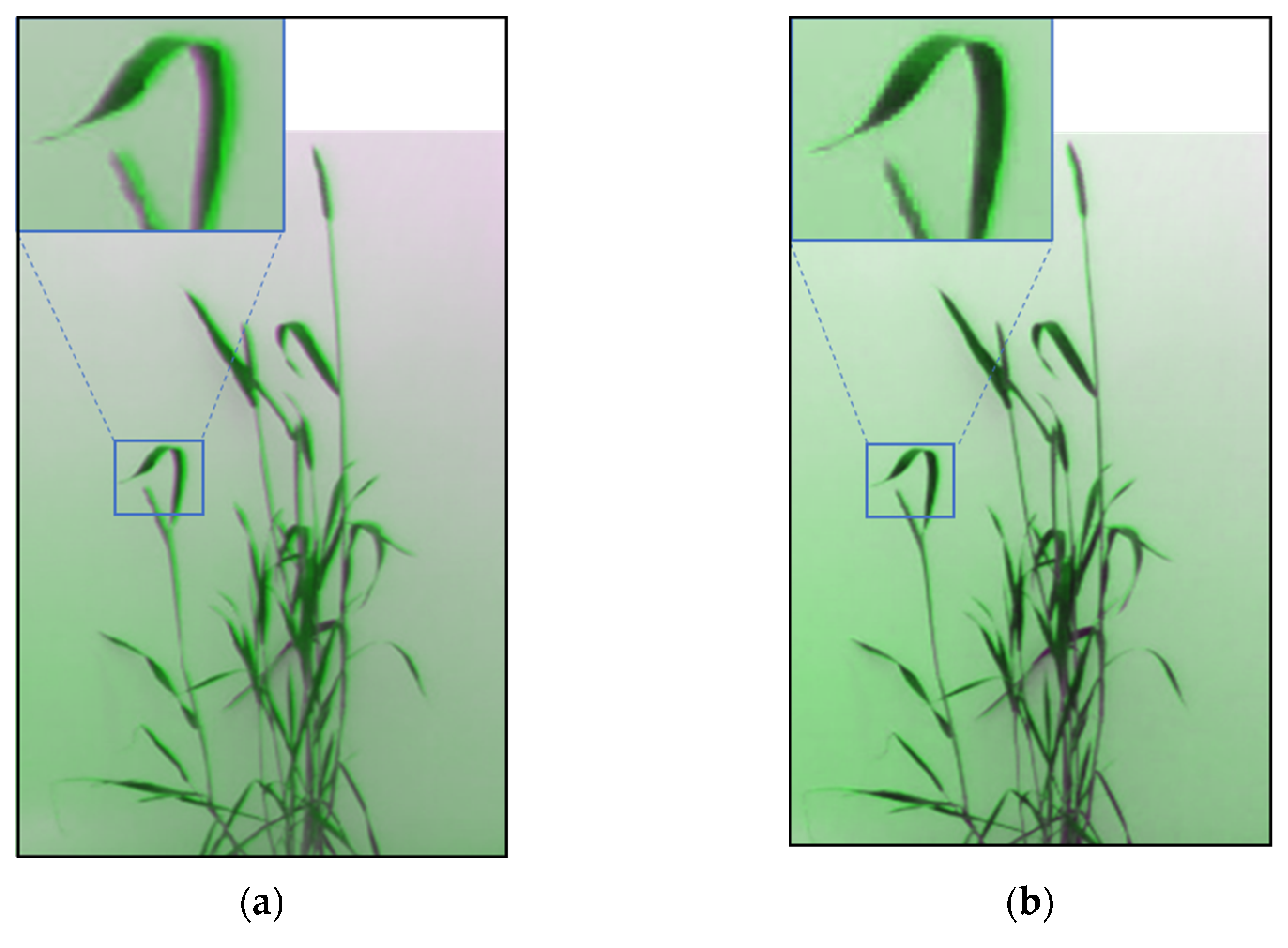 Plants 12 00317 g007 Plants 12 00317 g007