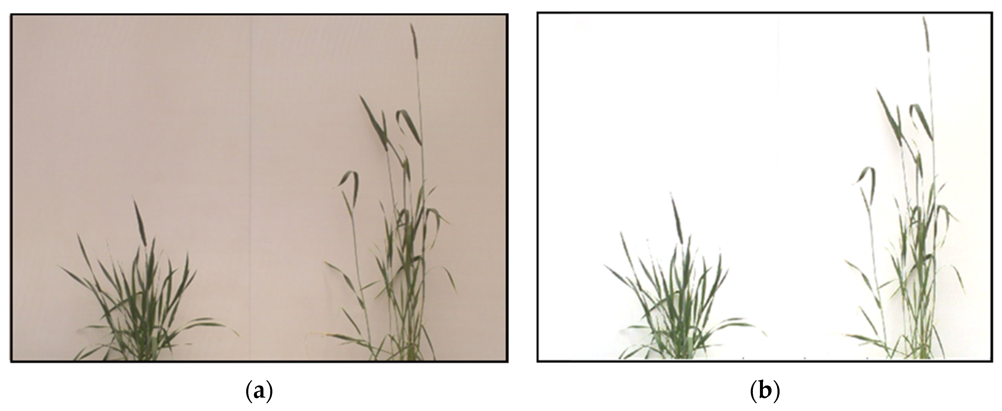 Plants 12 00317 g009 Plants 12 00317 g009