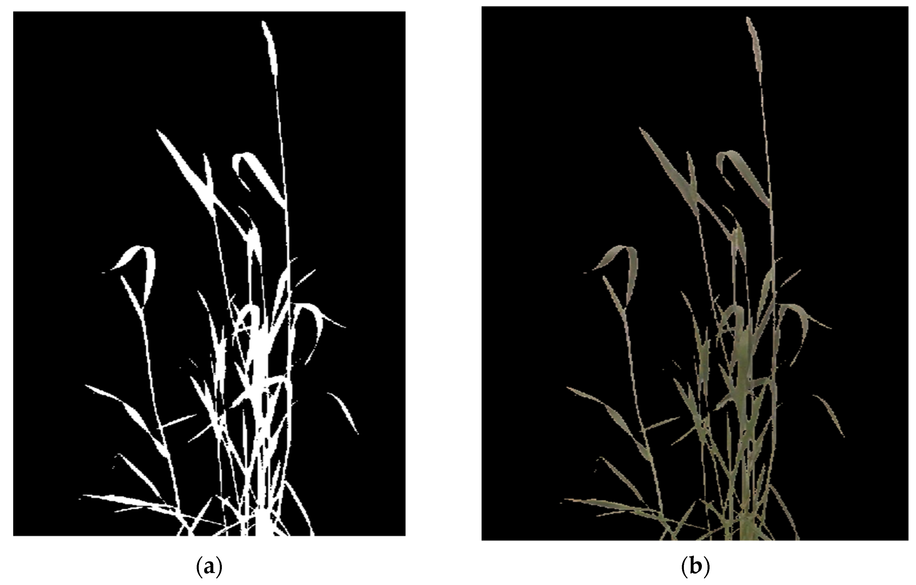 Plants 12 00317 g010 Plants 12 00317 g010