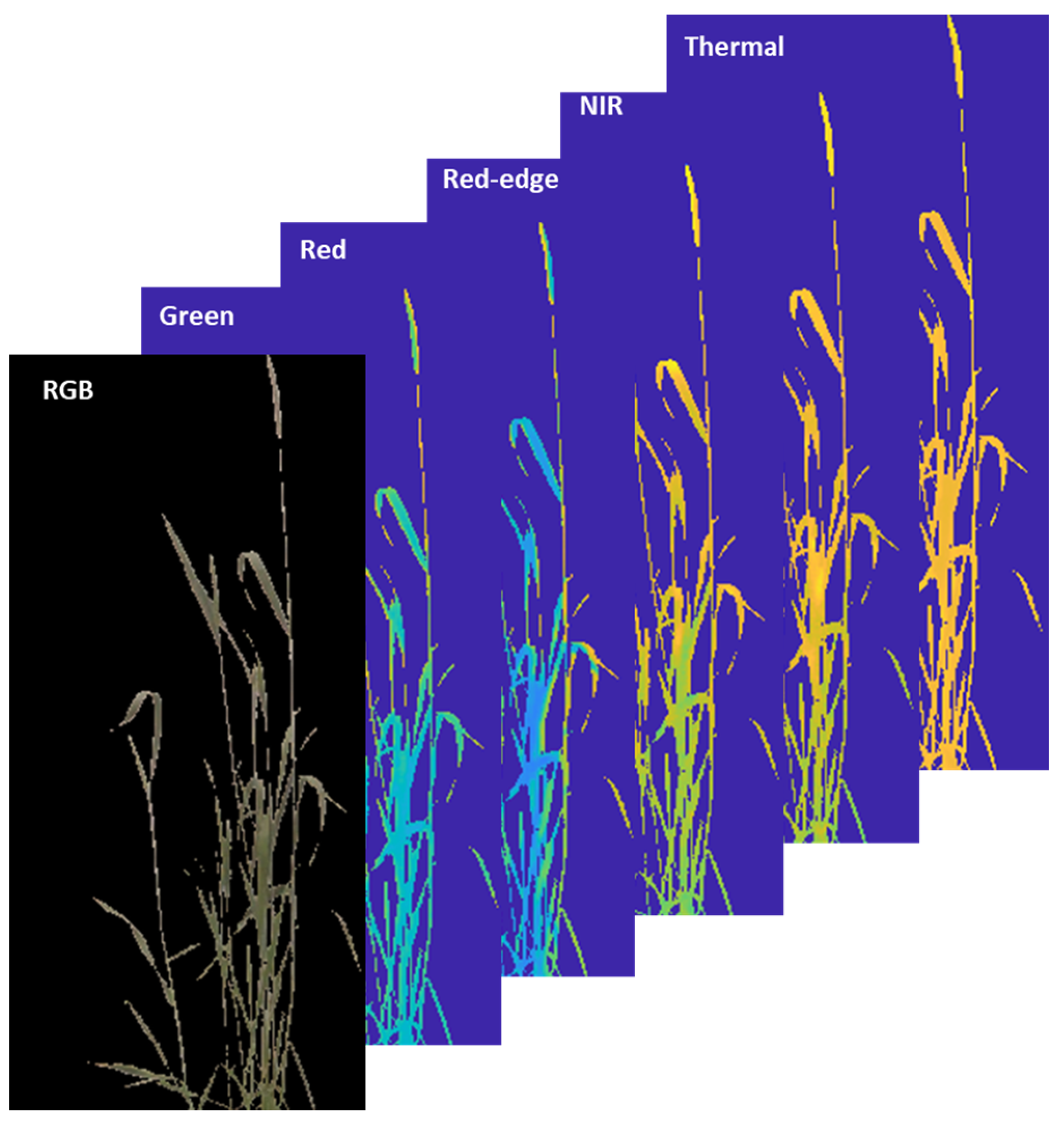 Plants 12 00317 g011 Plants 12 00317 g011