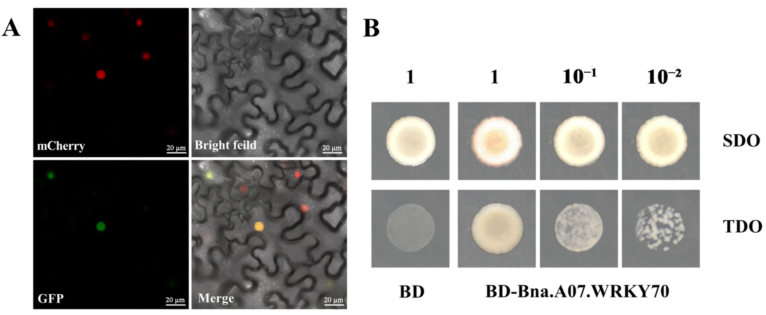 Plants 12 00347 g002 Plants 12 00347 g002