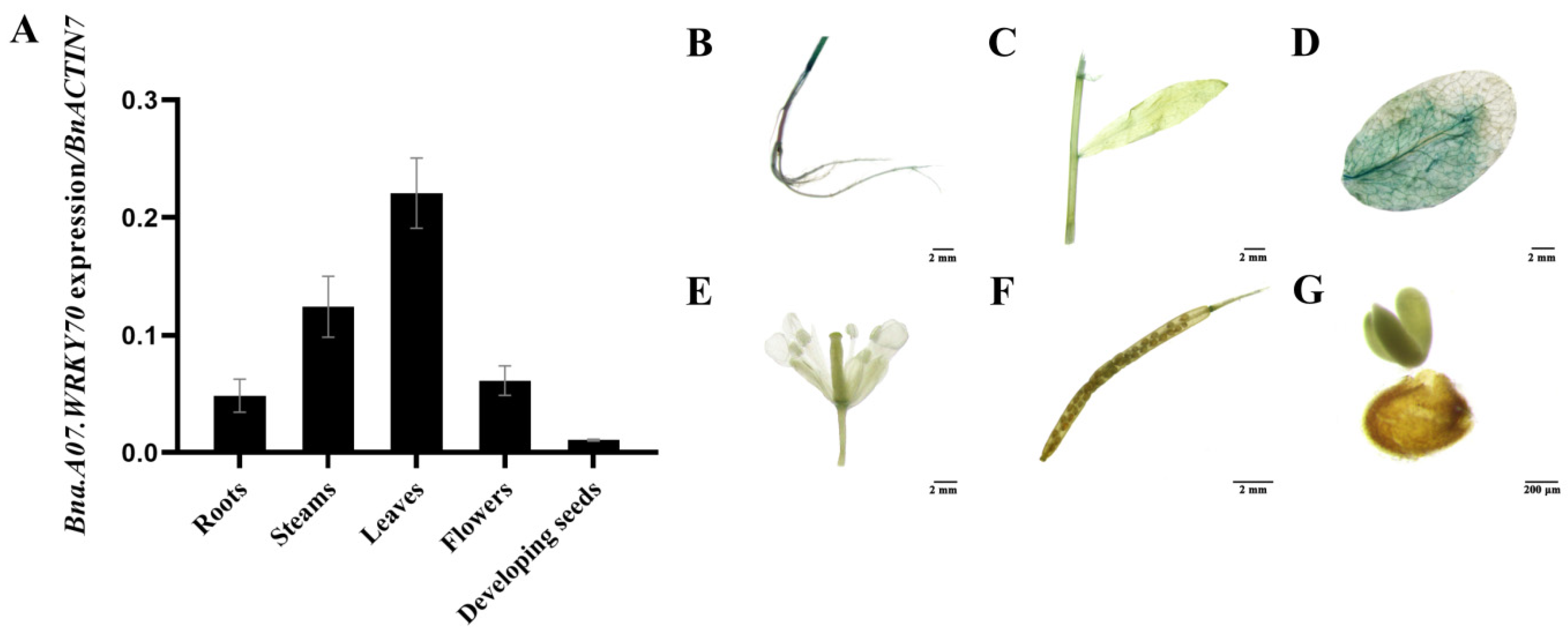 Plants 12 00347 g003 Plants 12 00347 g003