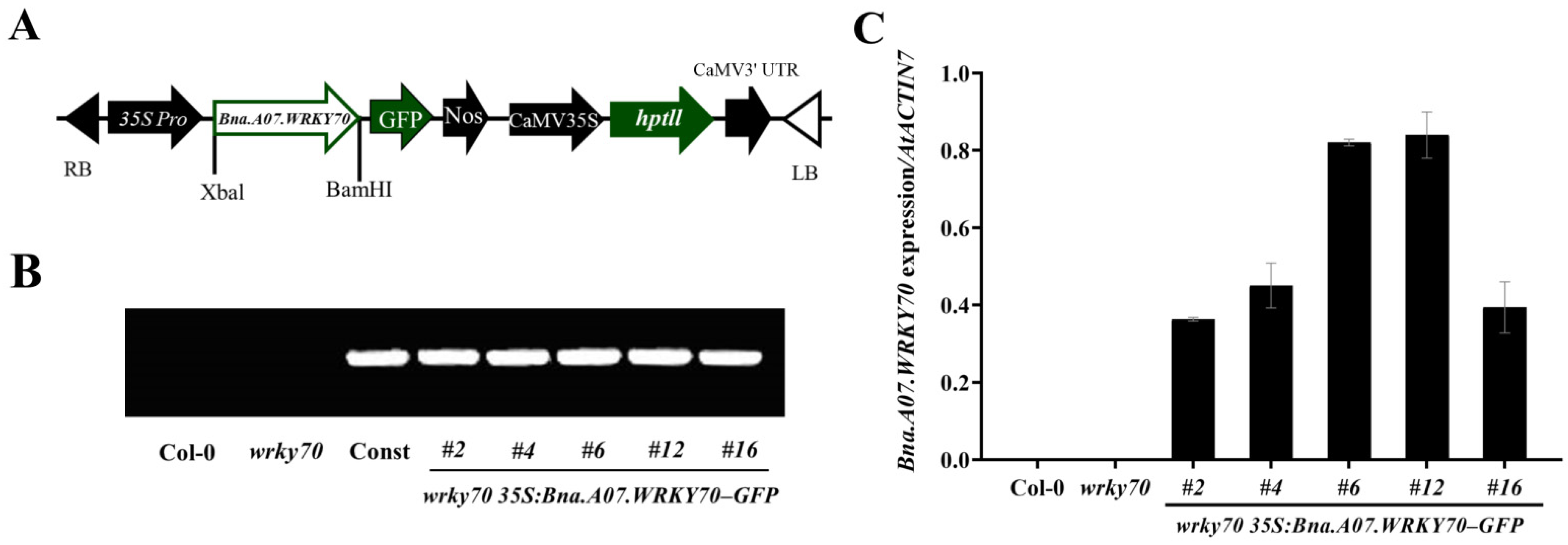Plants 12 00347 g004 Plants 12 00347 g004
