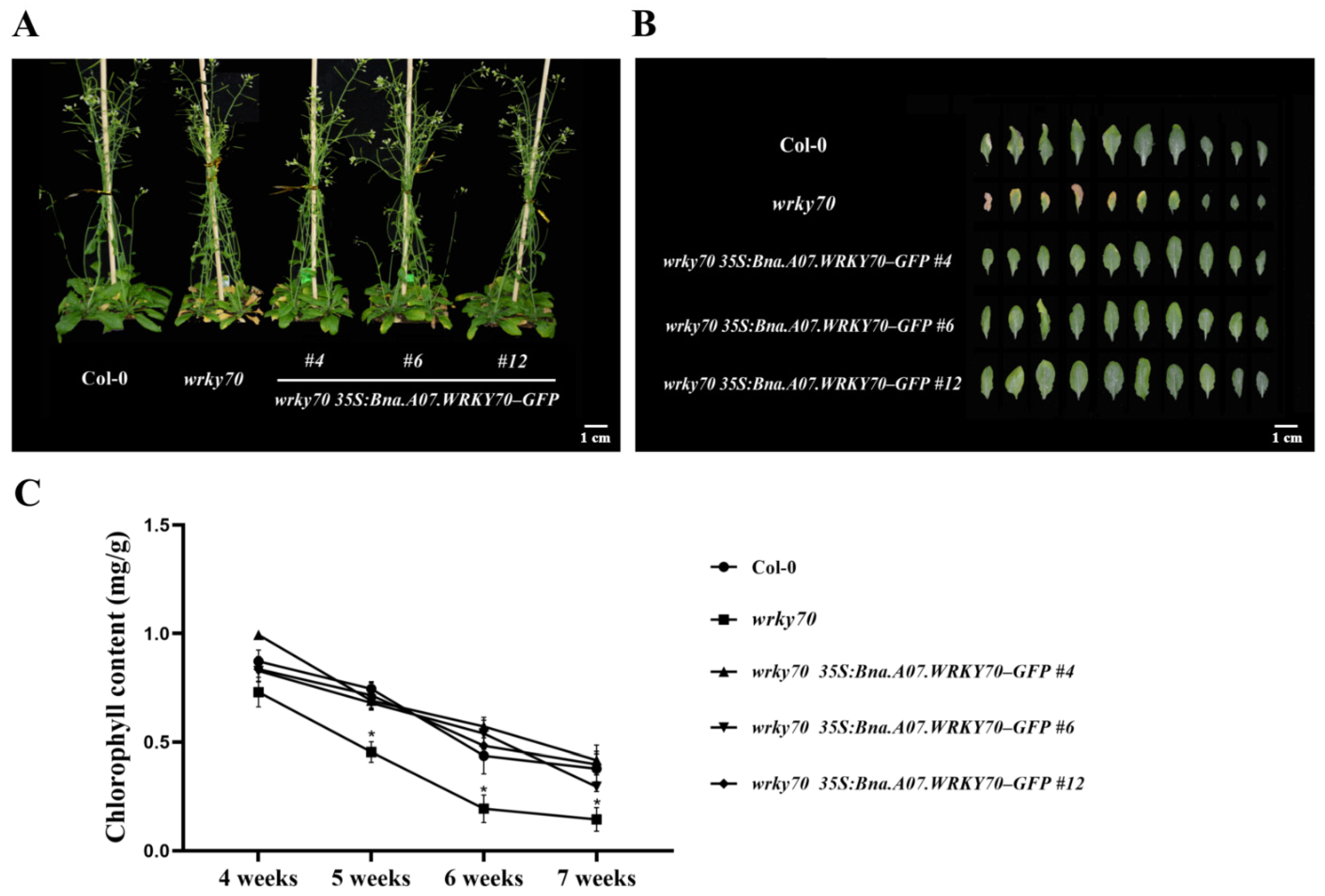 Plants 12 00347 g005 Plants 12 00347 g005