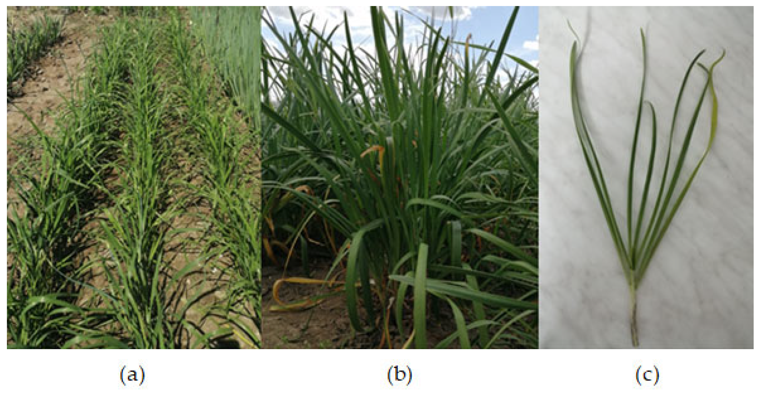 Plants 12 00349 g003