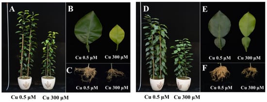 Copper: Helpful or Harmful for Plant Health? Roots Shoots & Fruits